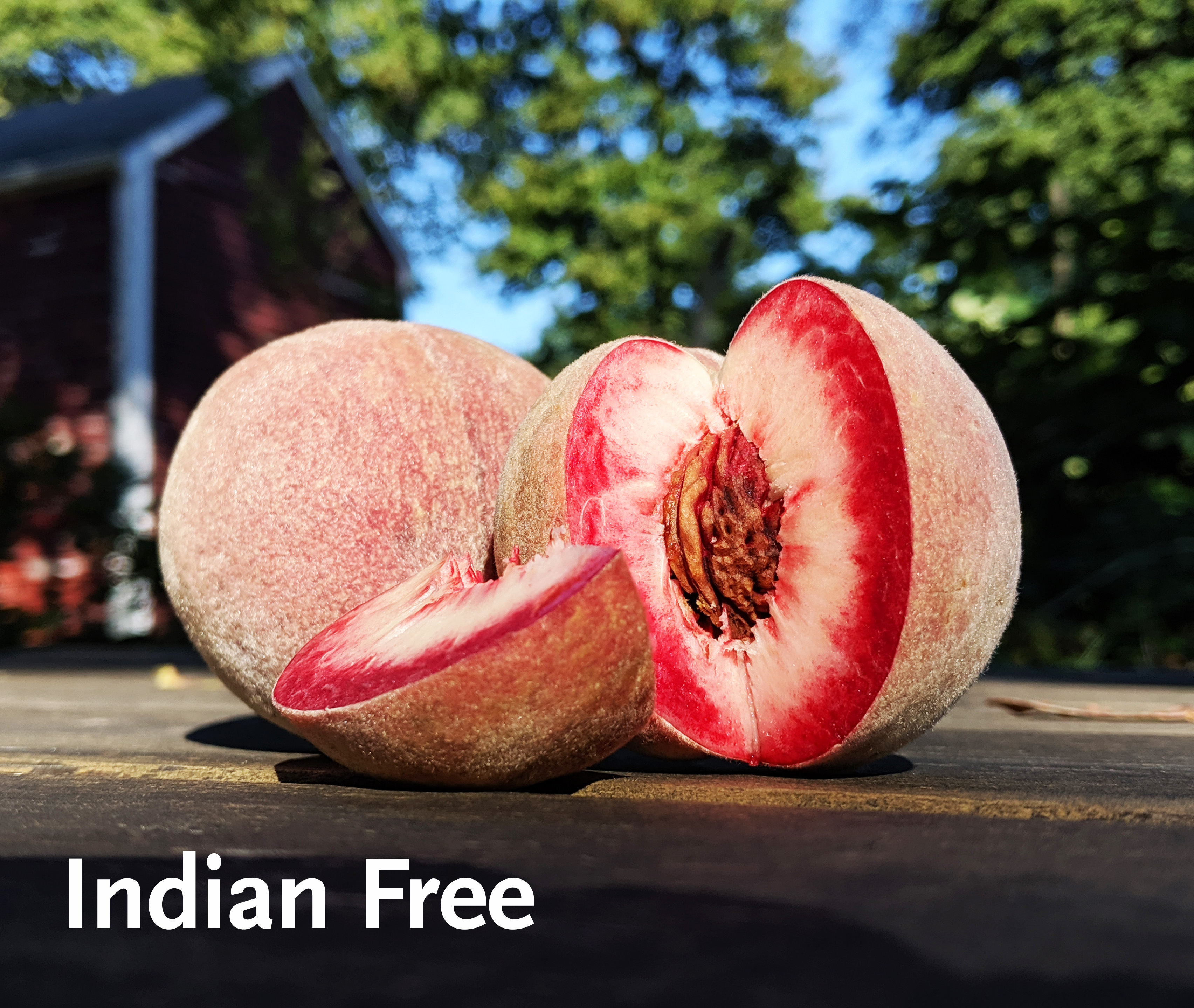 Indian Blood Peach a Bust in the Northeast General Fruit Growing