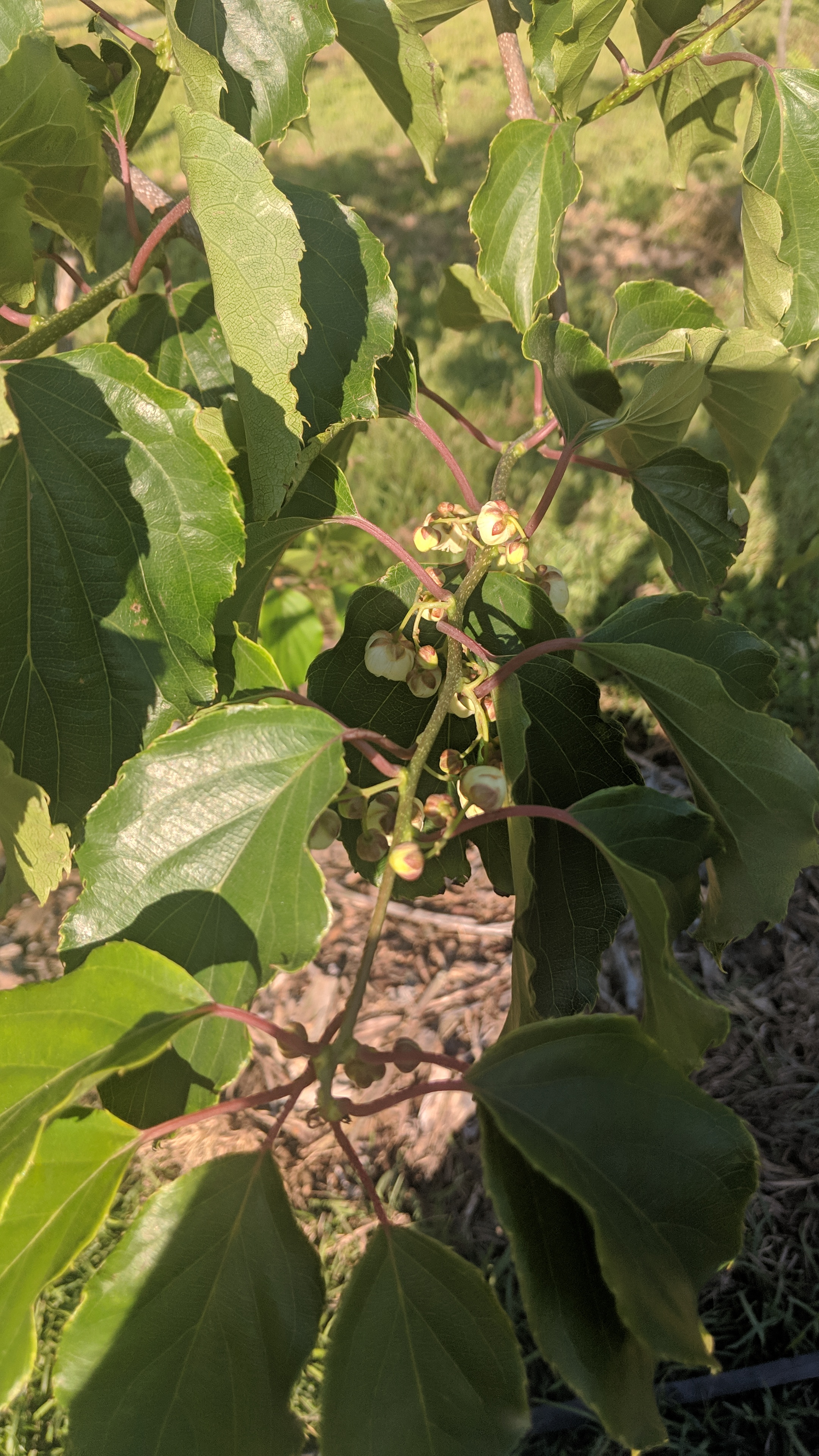 Growing Issai hardy kiwi without a pollinator? General Fruit Growing