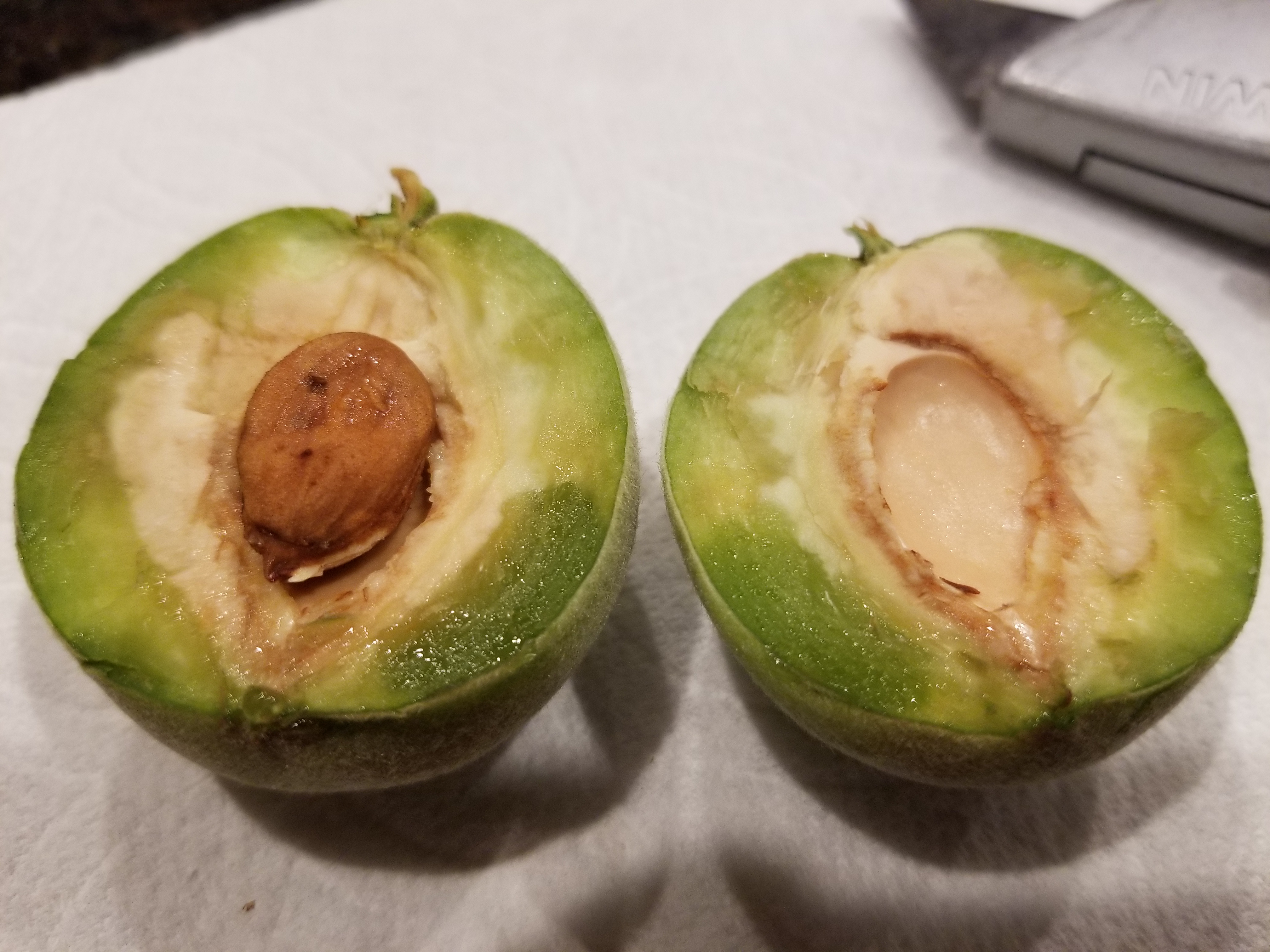 Peaches Oozing Clear Sap General Fruit Growing Growing Fruit