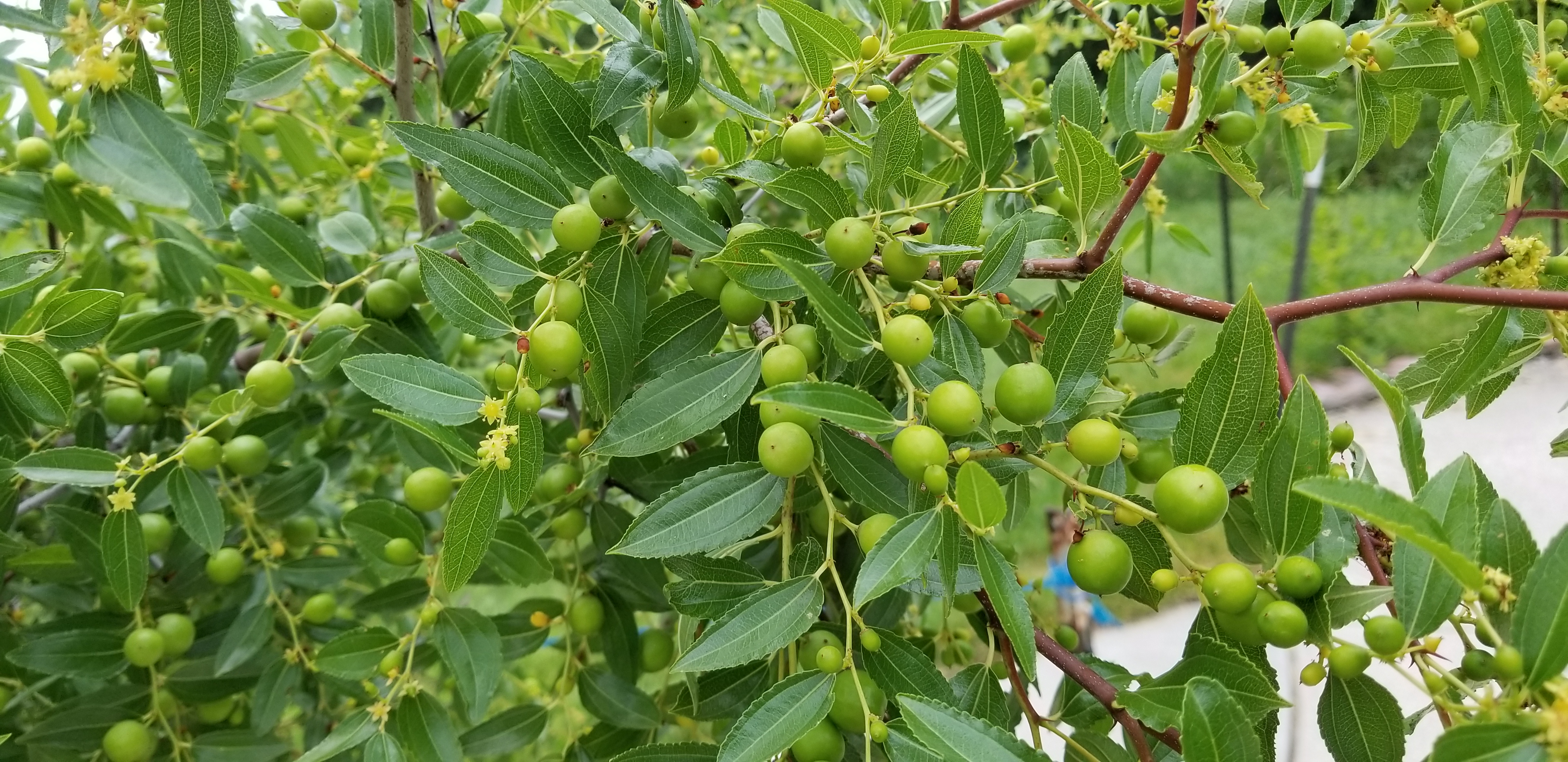 Honey Jar and Sugar Cane Jujubes just became available! General Fruit