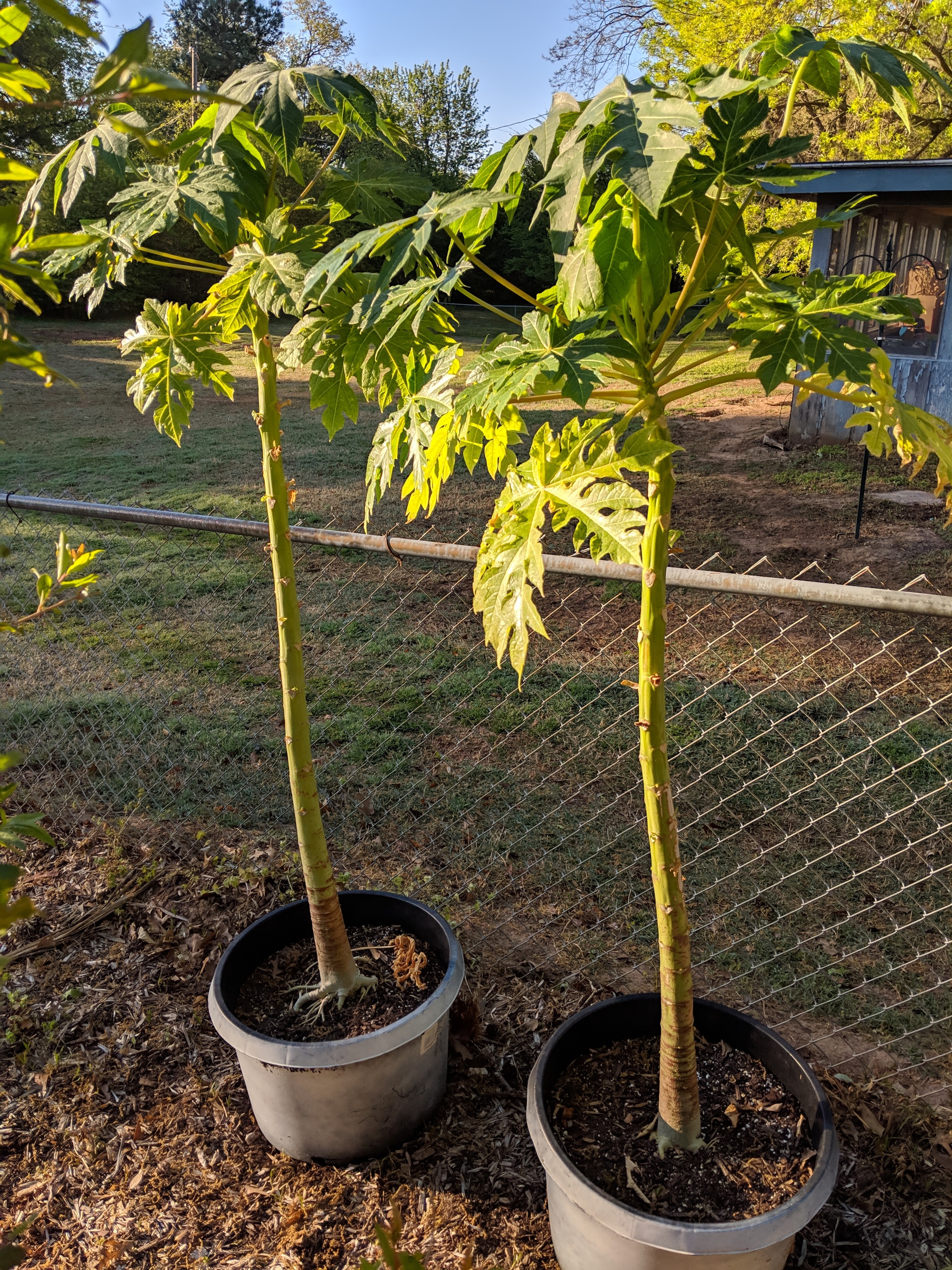 Anyway to grow Papaya indoors? General Fruit Growing Growing Fruit