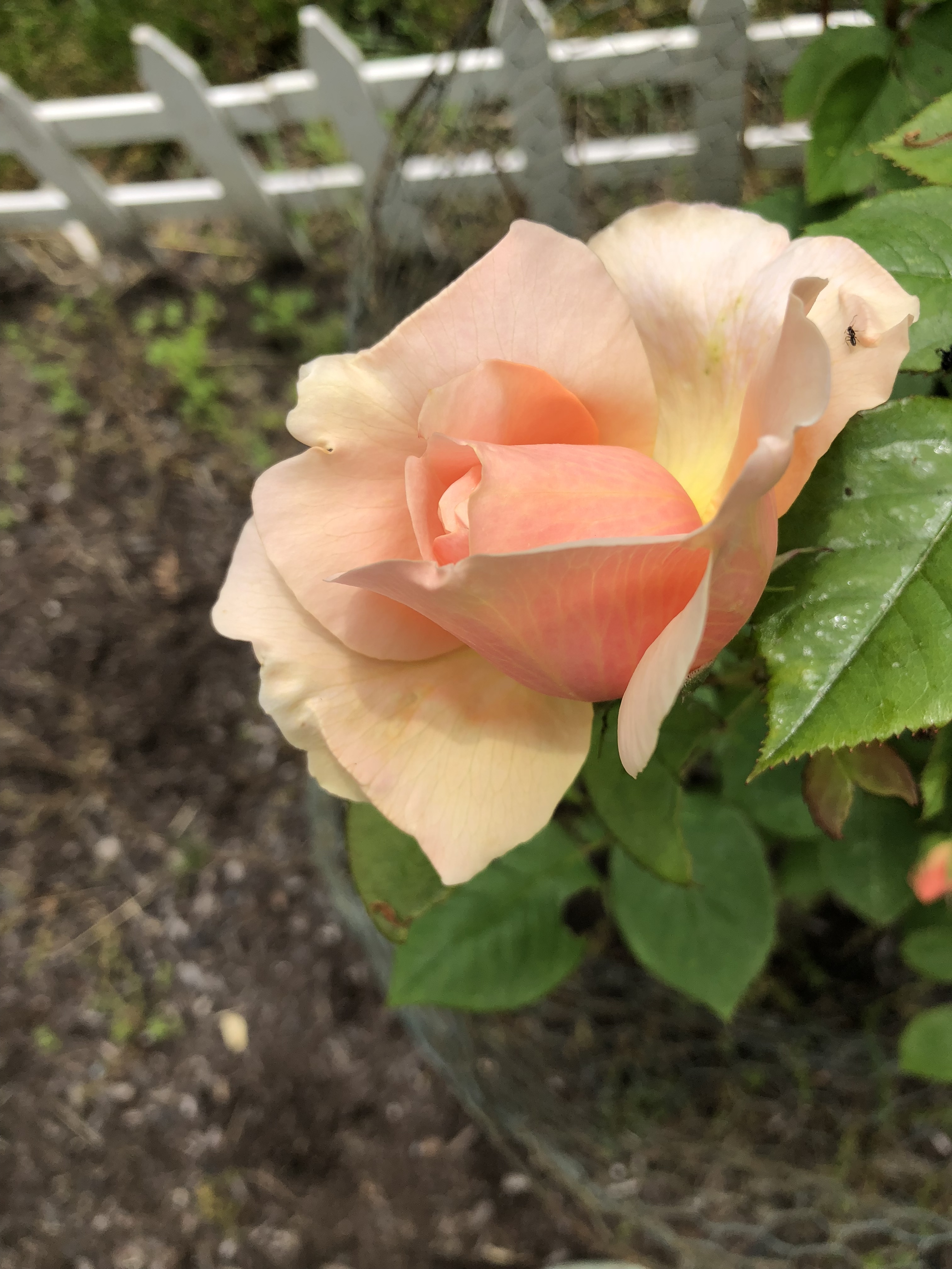 Roses in orchard Pictures! Growing Fruit