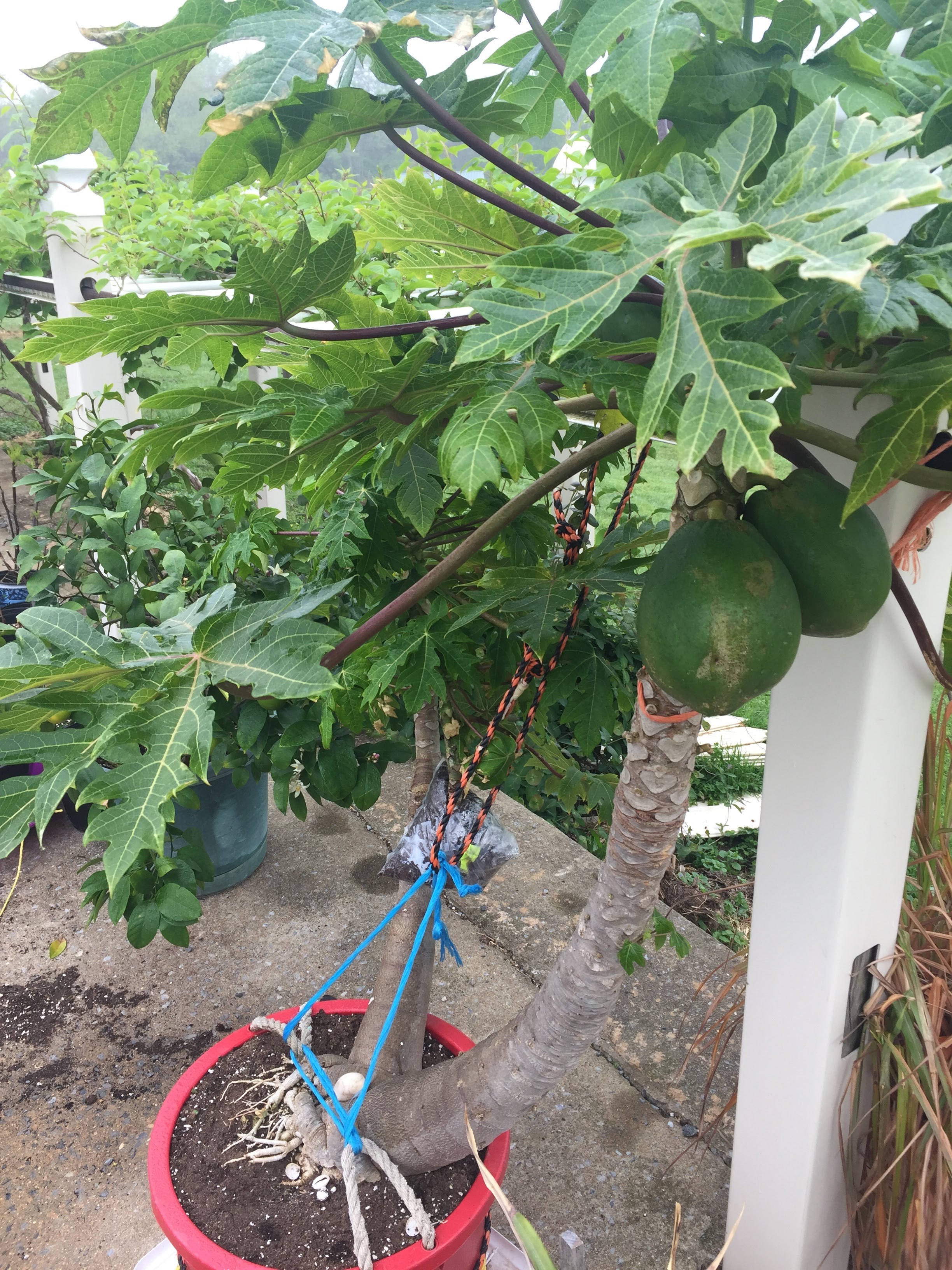 Anyway to grow Papaya indoors? General Fruit Growing