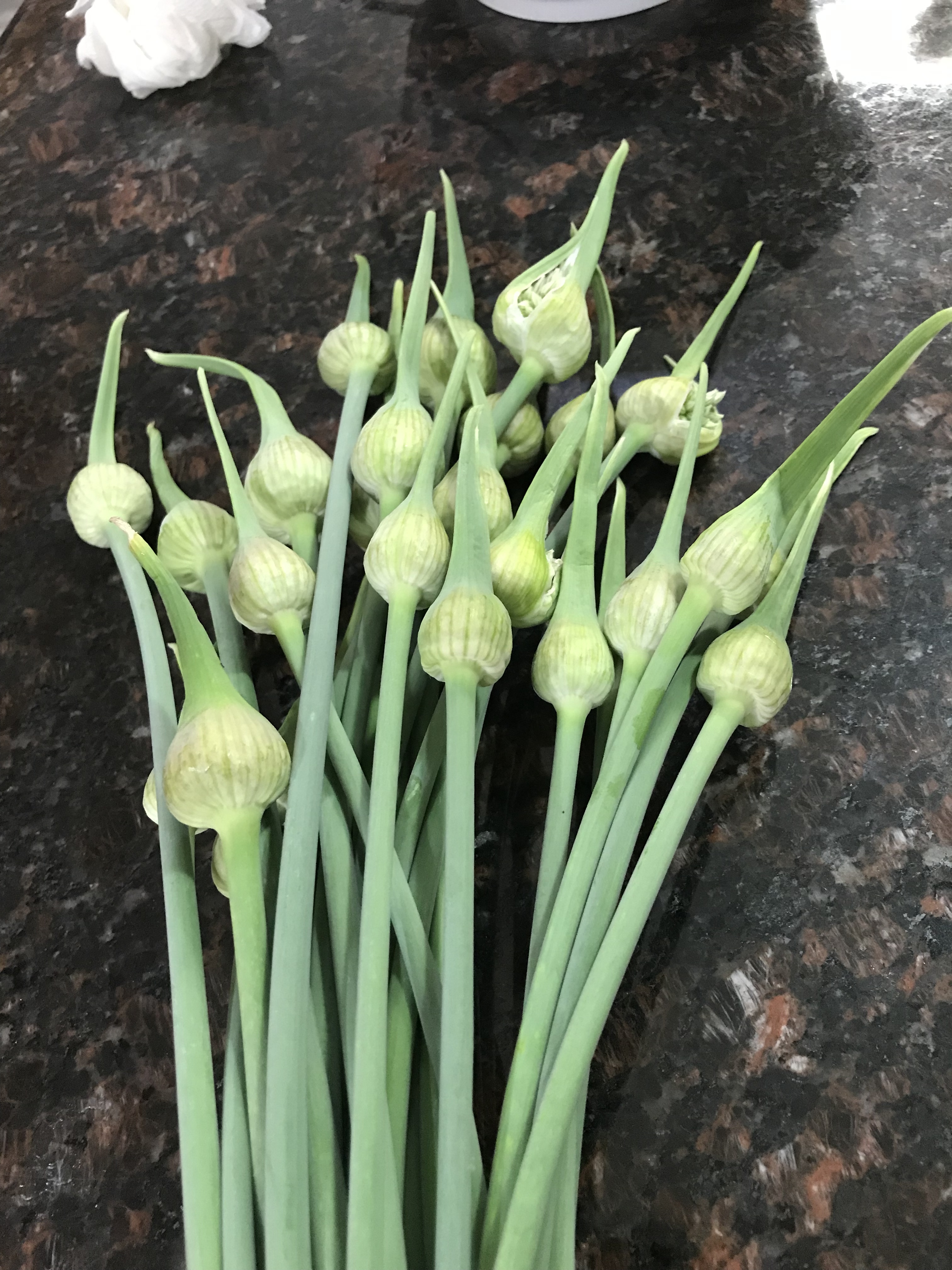 How are you using your garlic scapes? General Gardening Growing Fruit