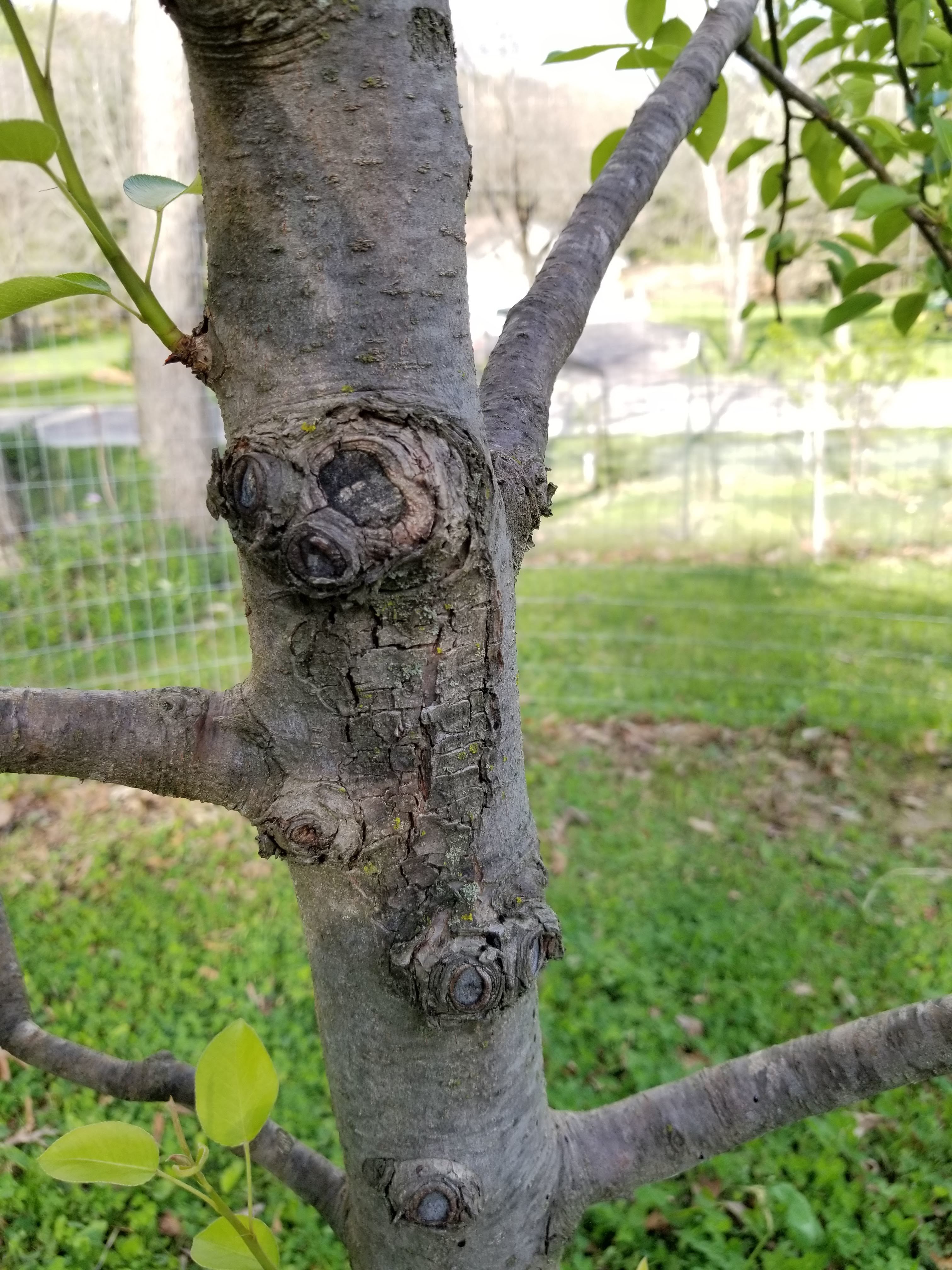 Fire Blight Bartlett Pear General Fruit Growing Growing Fruit