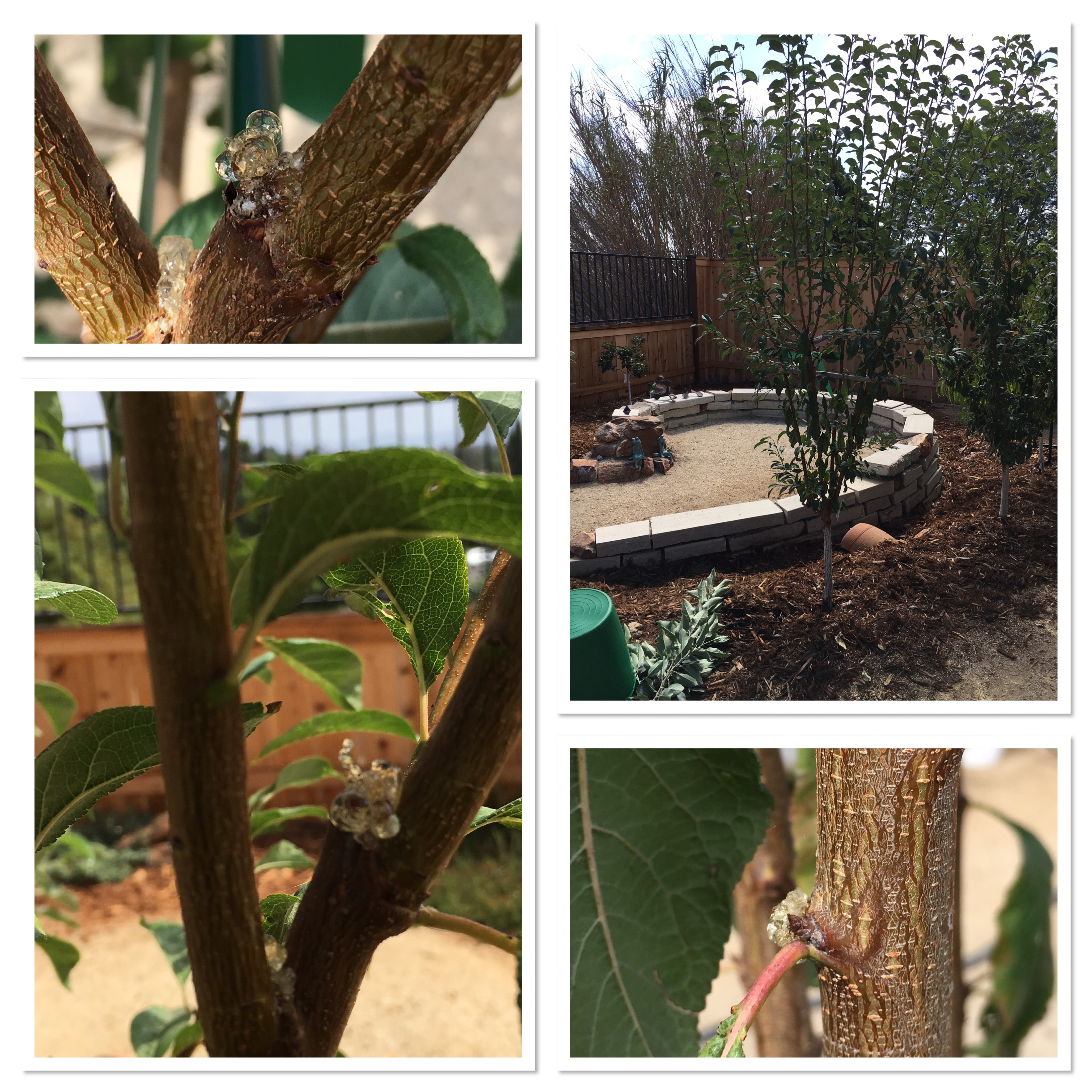 Plum tree oozing sap General Fruit Growing Growing Fruit