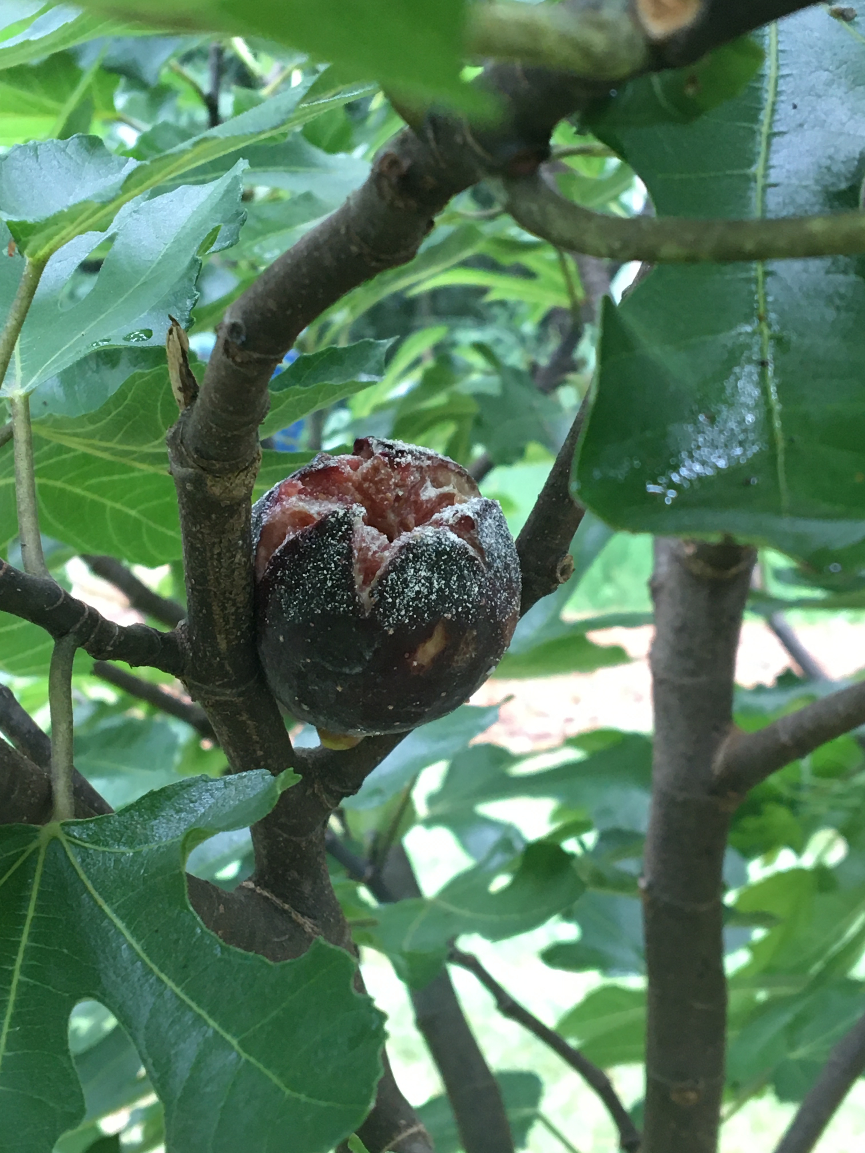 Figs and Fruit Flies General Fruit Growing Growing Fruit