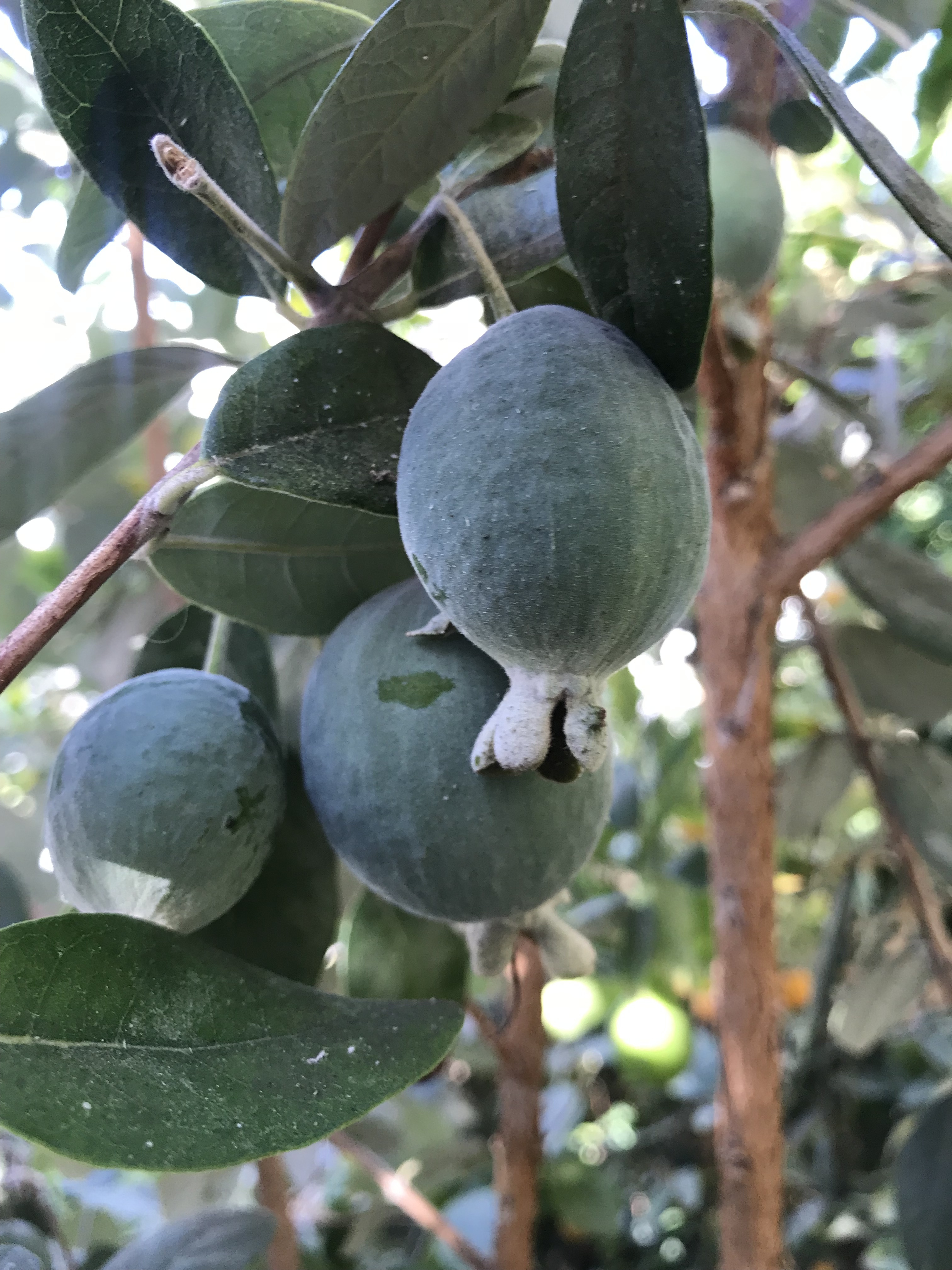 Pineapple Guava harvest time General Fruit Growing Growing Fruit