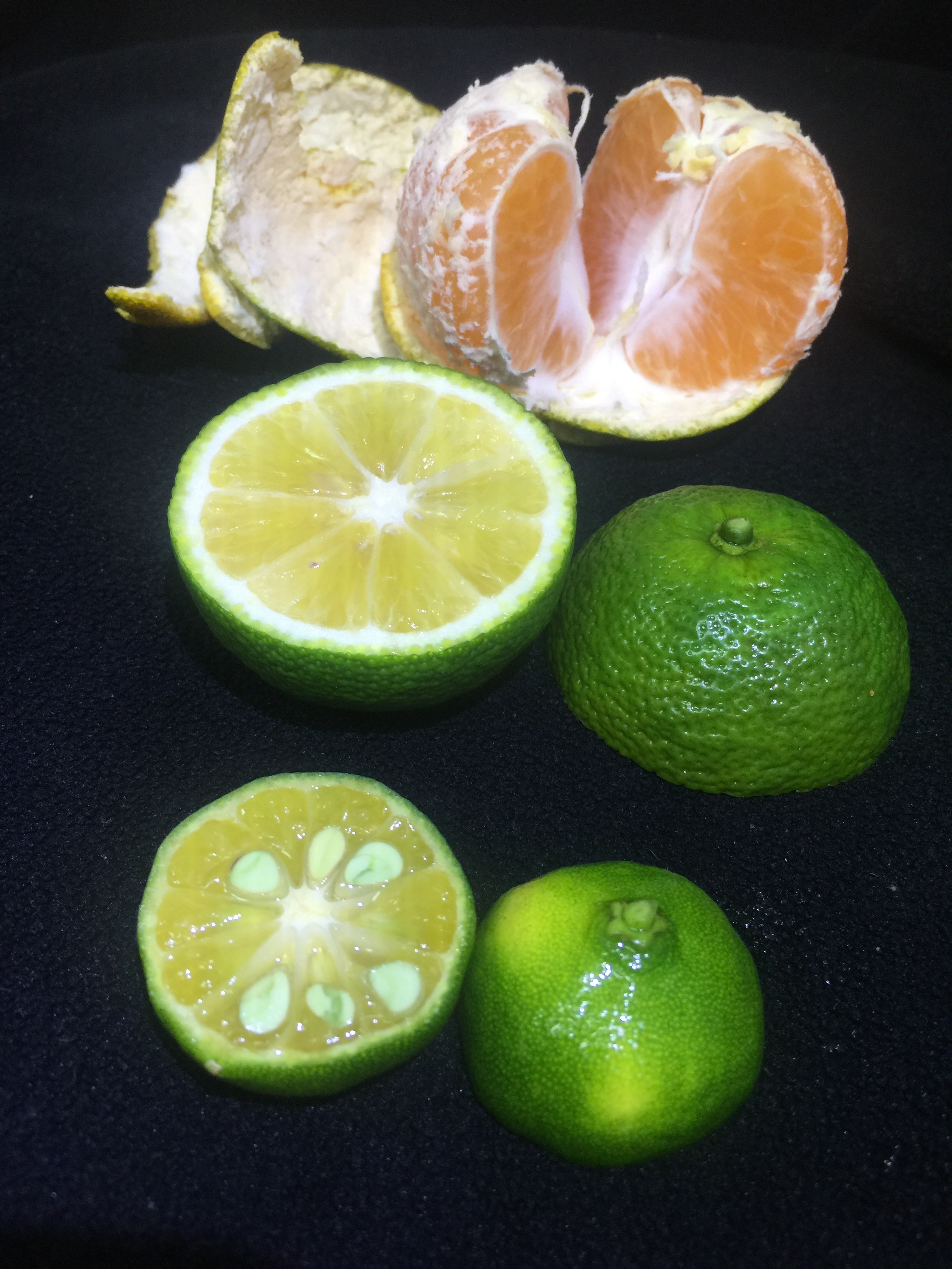 Early ripening, cold hardy, citrus General Fruit Growing Growing Fruit