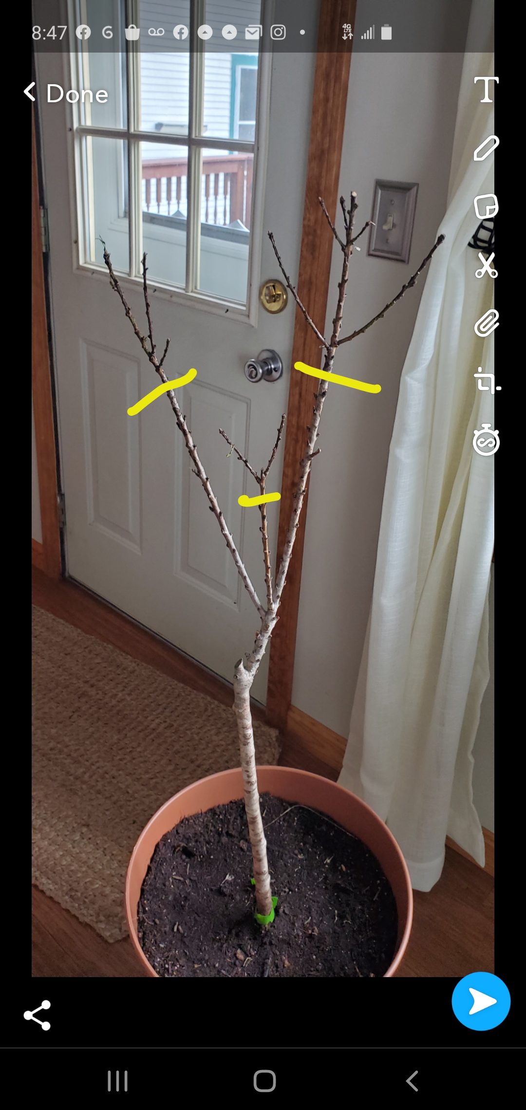 Patio Peach... is it alive? General Fruit Growing Growing Fruit