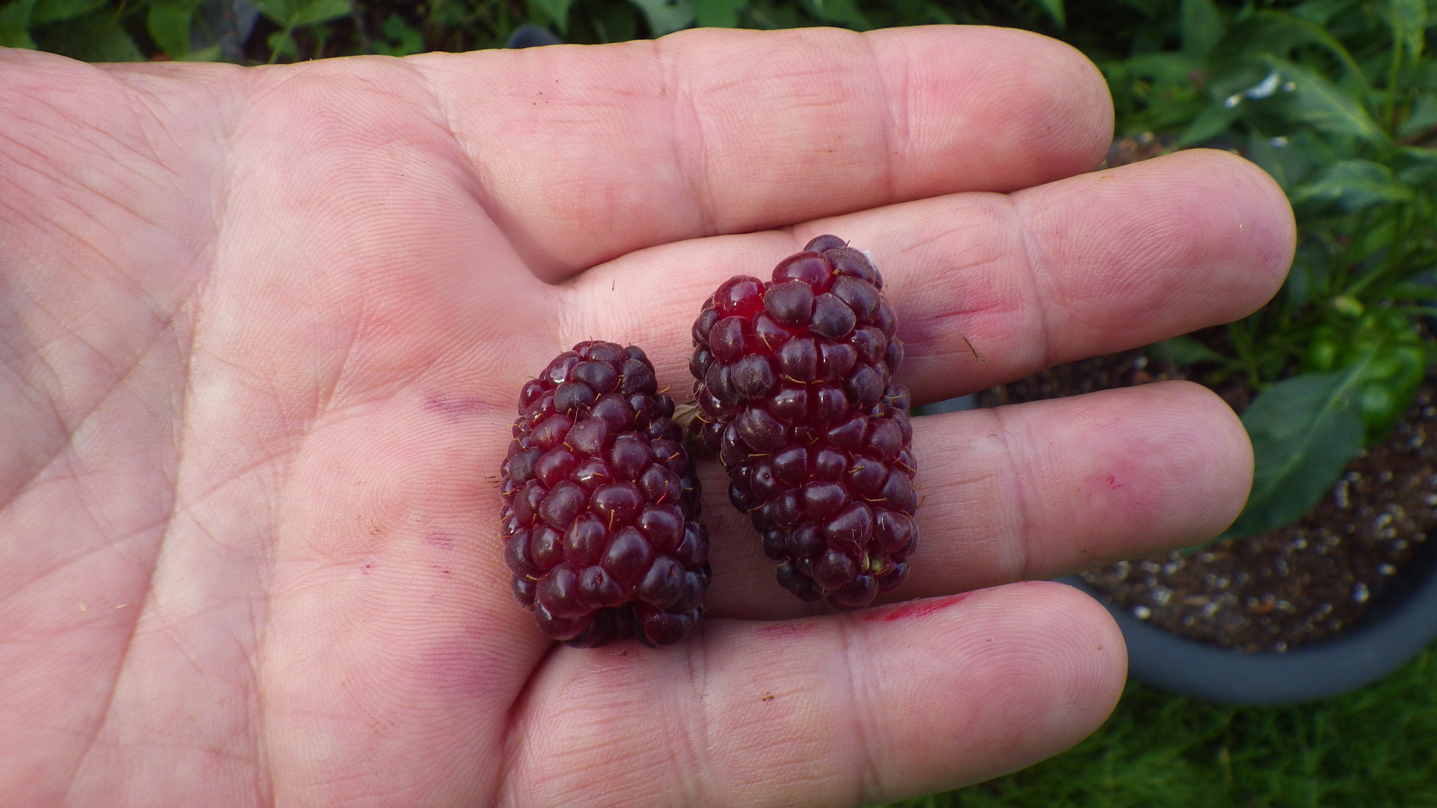 Ponca A new U of A blackberry achieves "pinnacle of flavor" General Fruit Growing Growing