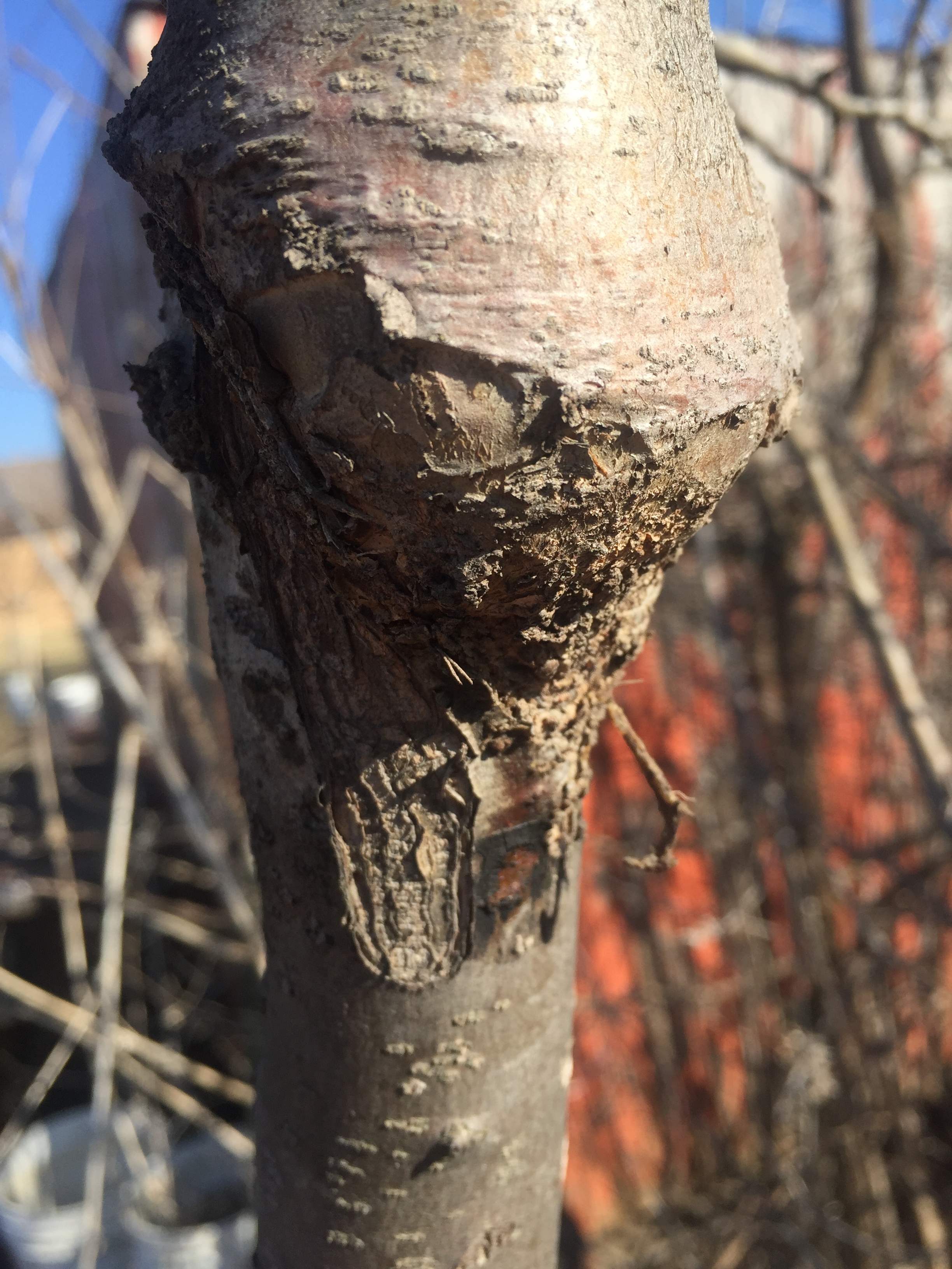 Field Graft unions General Fruit Growing Growing Fruit