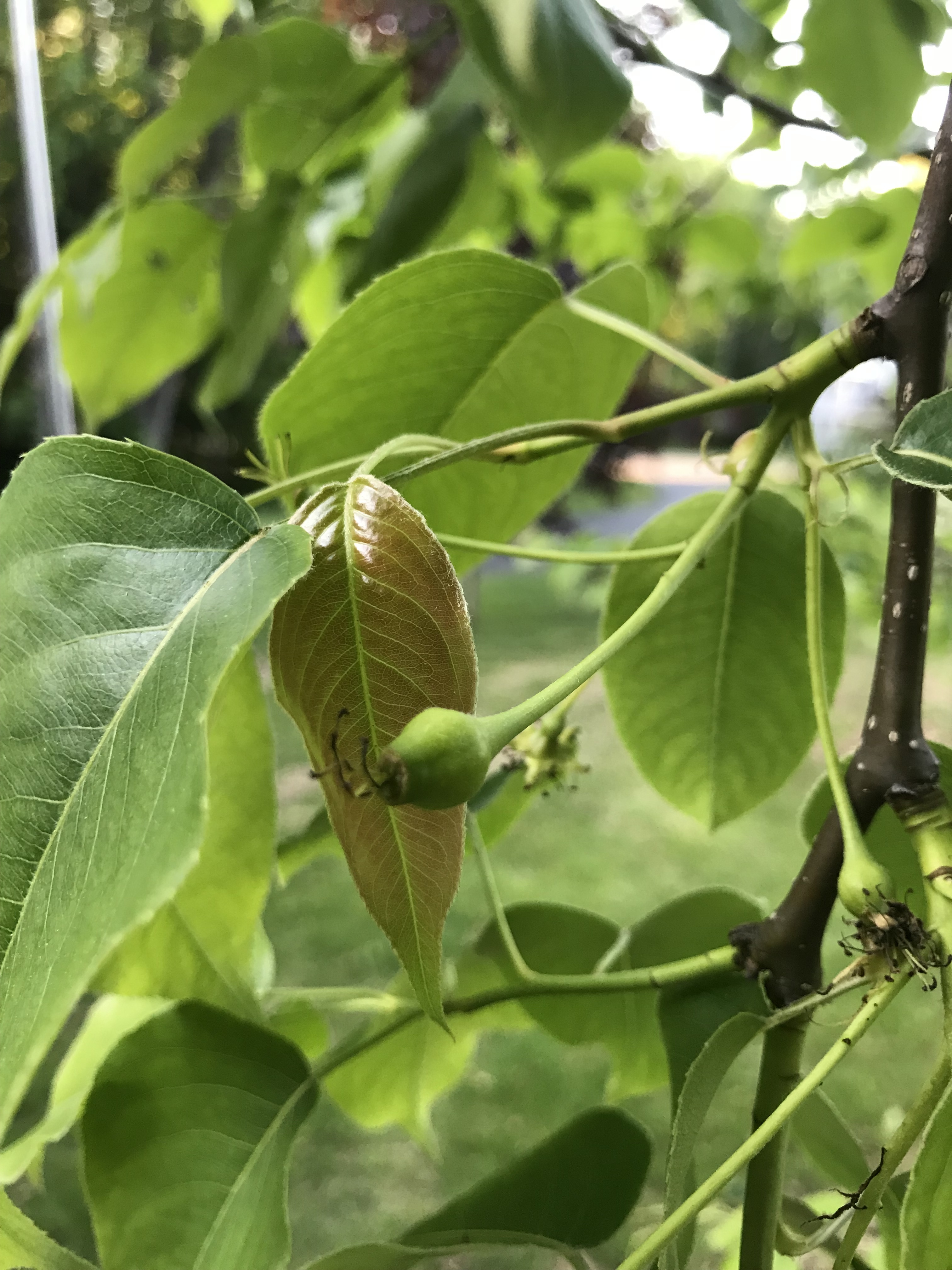 First Asian Pears on tree General Fruit Growing Growing Fruit