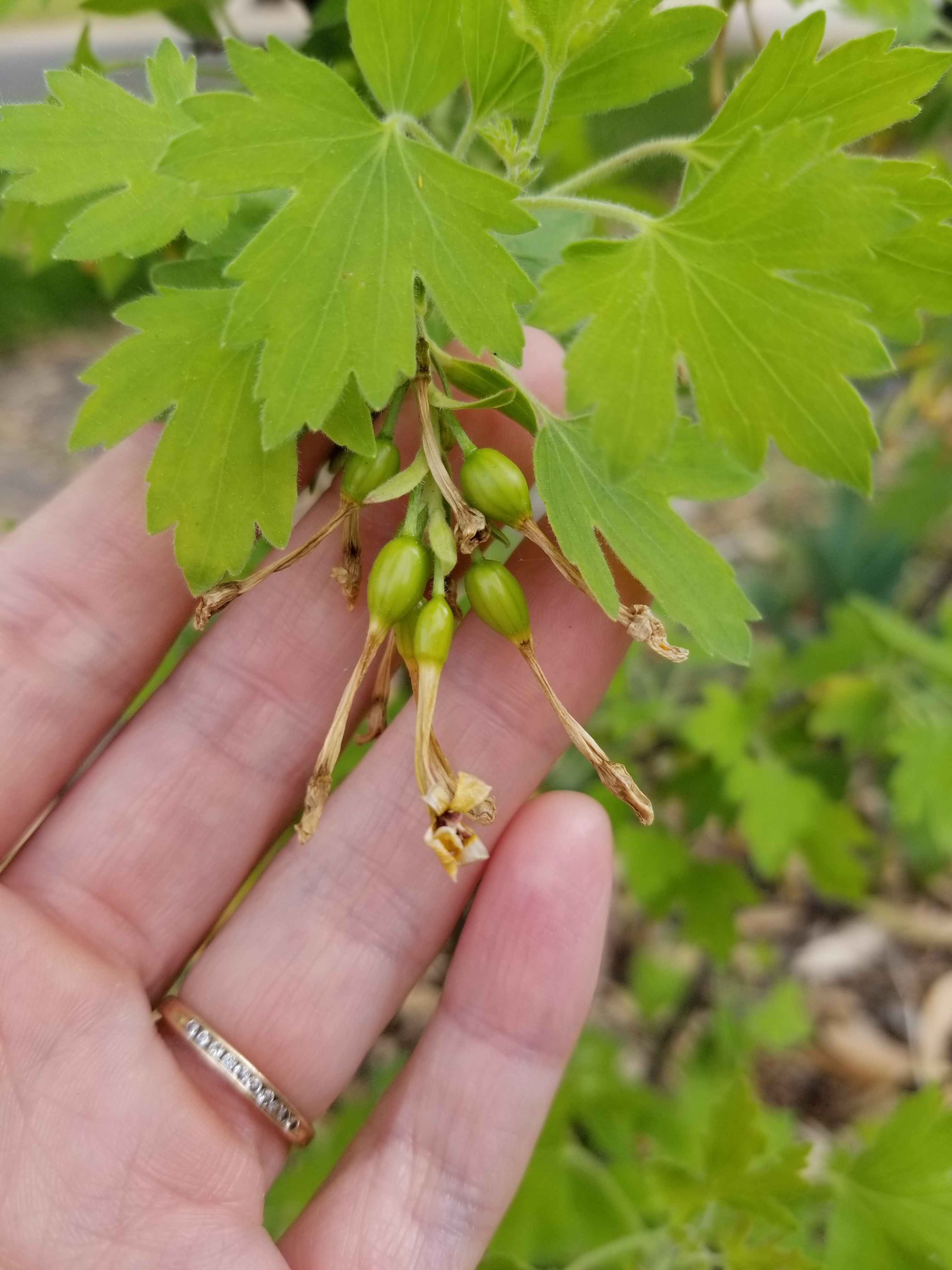 Clove currants great smelling blooms & delicious fruit! General
