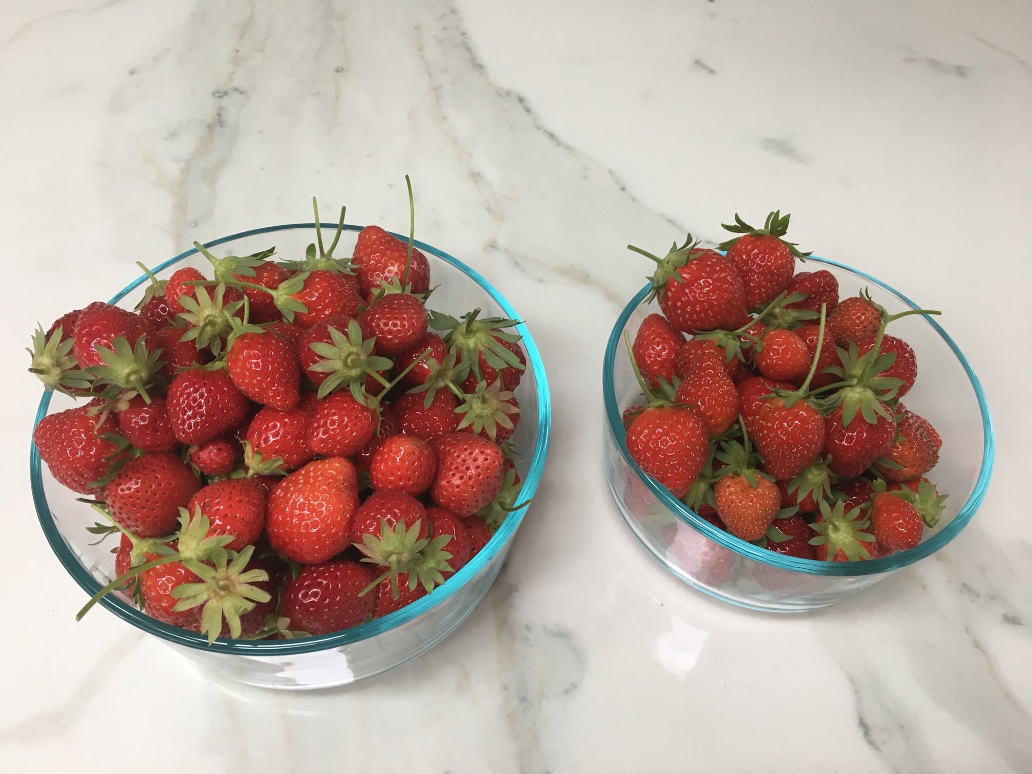 pokefarm berry garden tracker pokefarm berry garden tracker