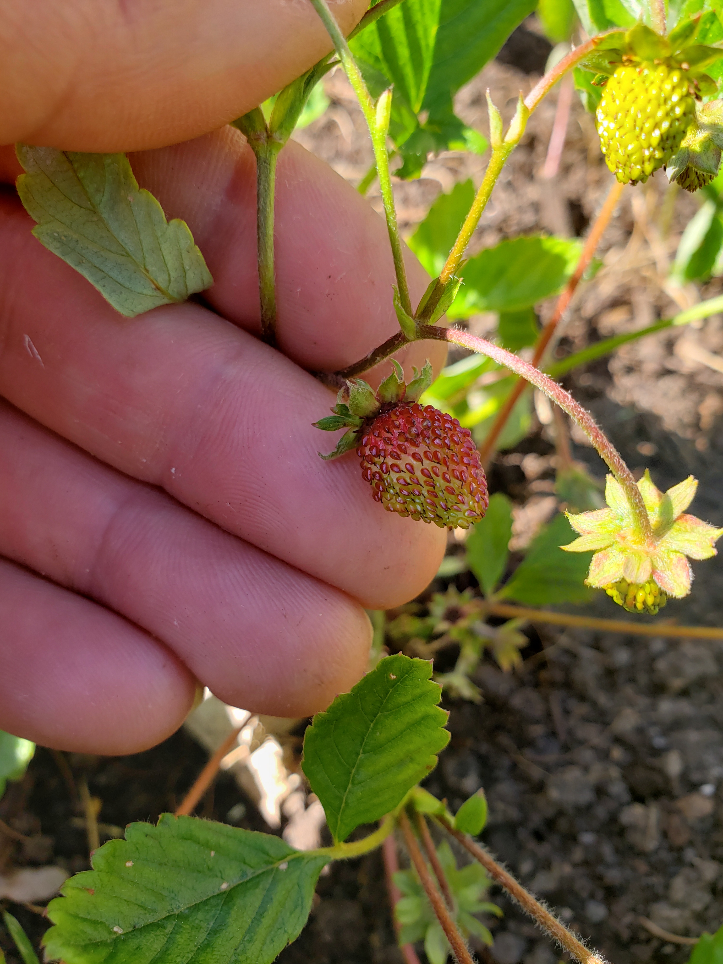 Strawberry Problems Pictures! Growing Fruit