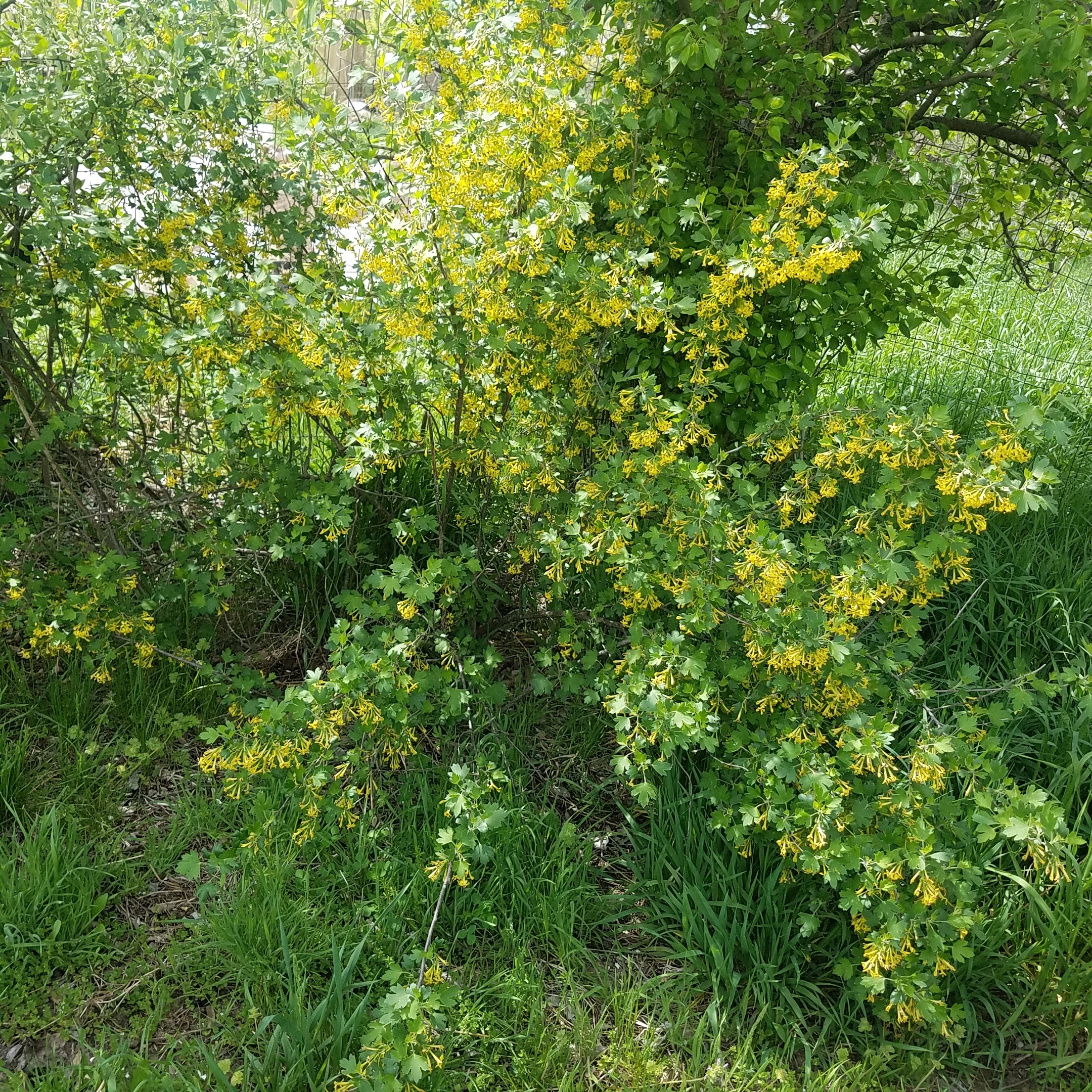Clove currants great smelling blooms & delicious fruit! General