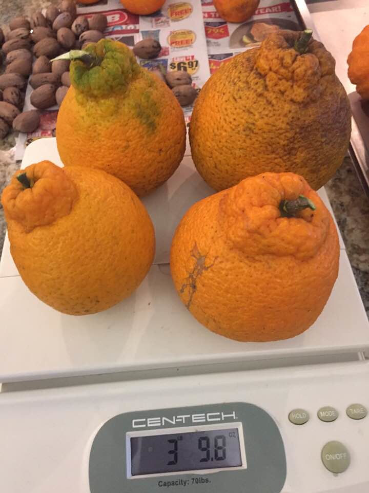 sumo