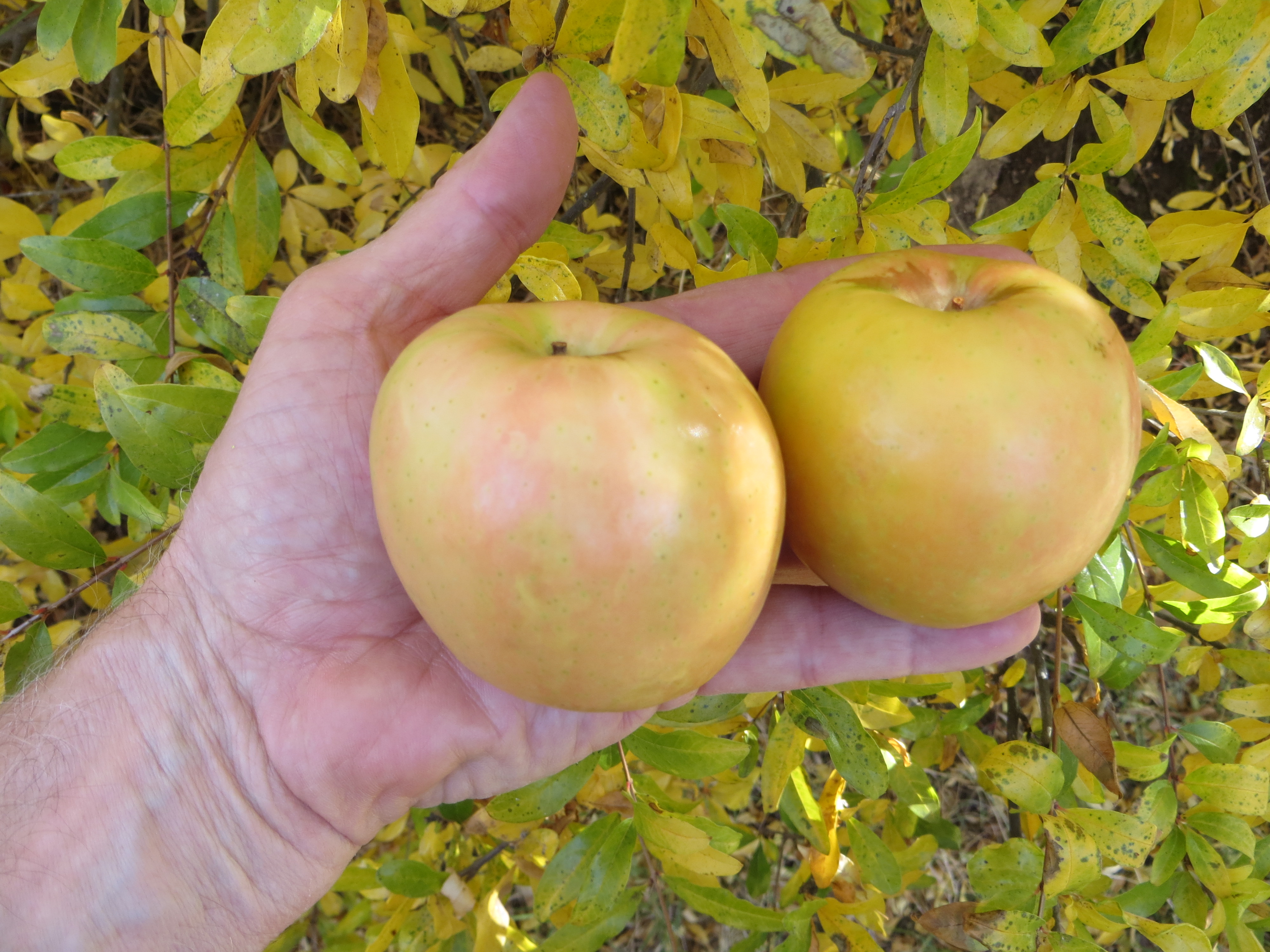 Lucy Glo Apple General Fruit Growing Growing Fruit