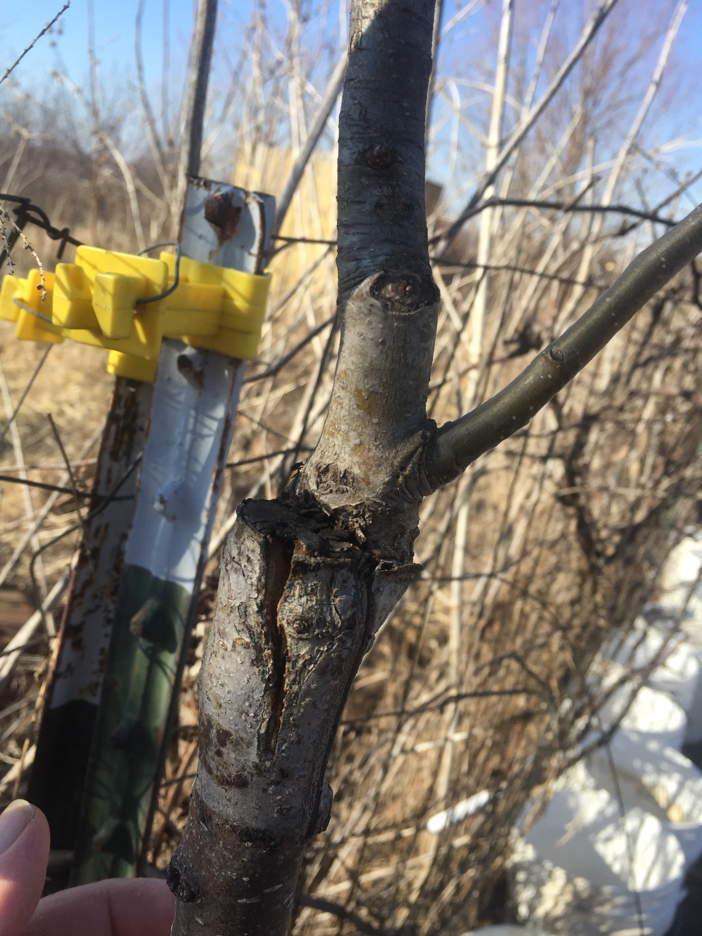Field Graft unions General Fruit Growing Growing Fruit