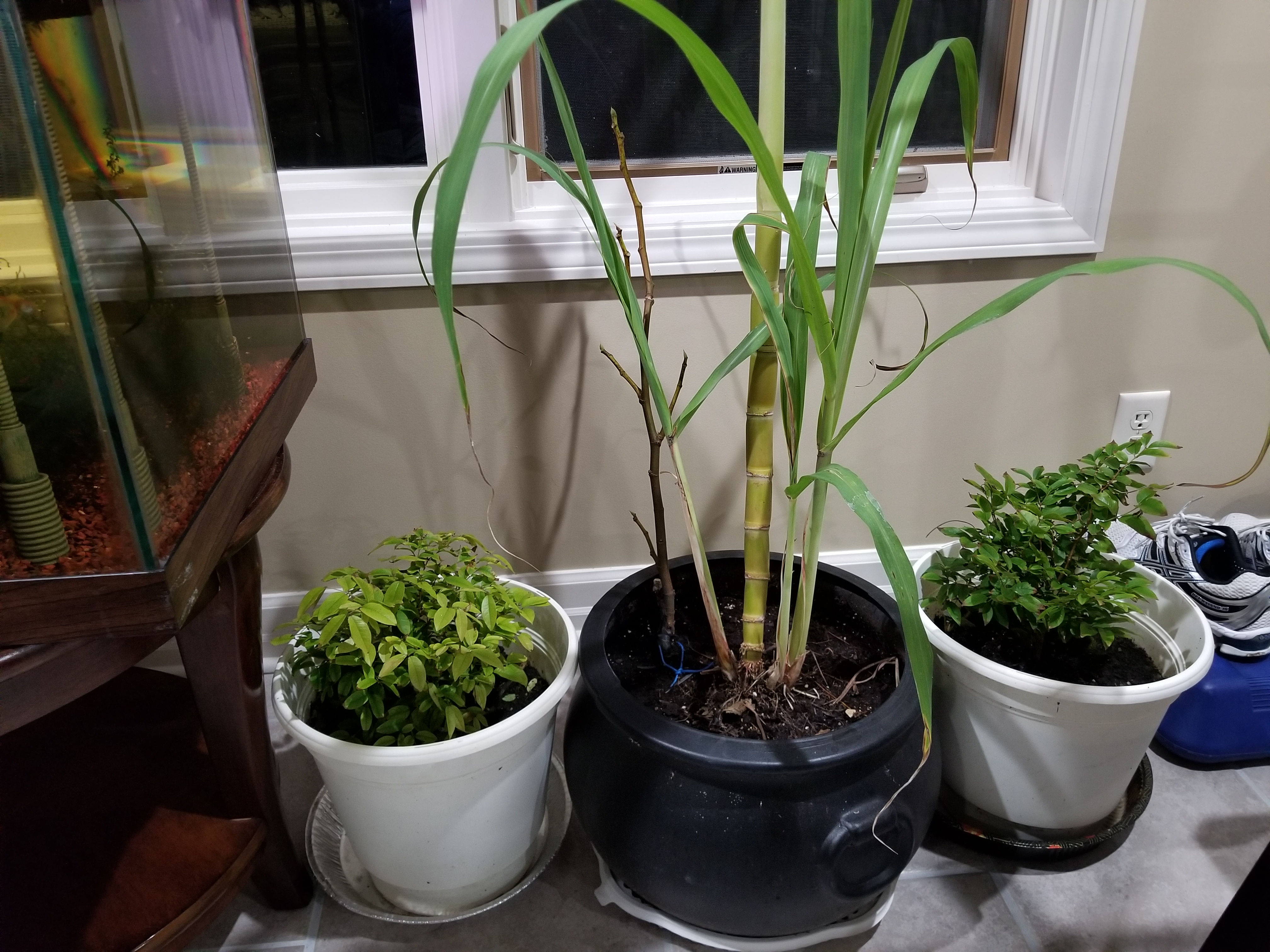 Cold Hardy Sugarcane zone 8 General Gardening Growing Fruit