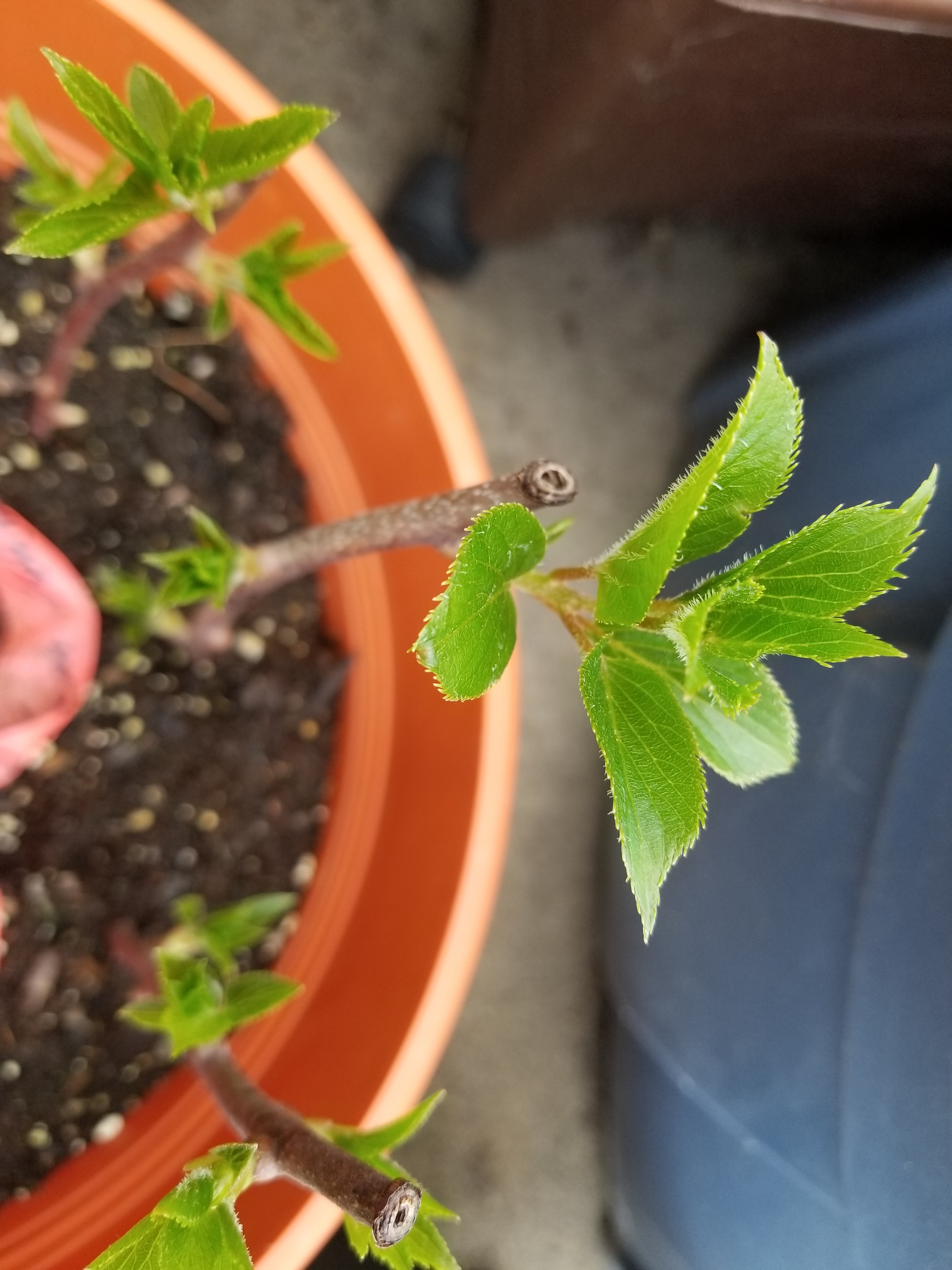 Growing Issai hardy kiwi without a pollinator? General Fruit Growing