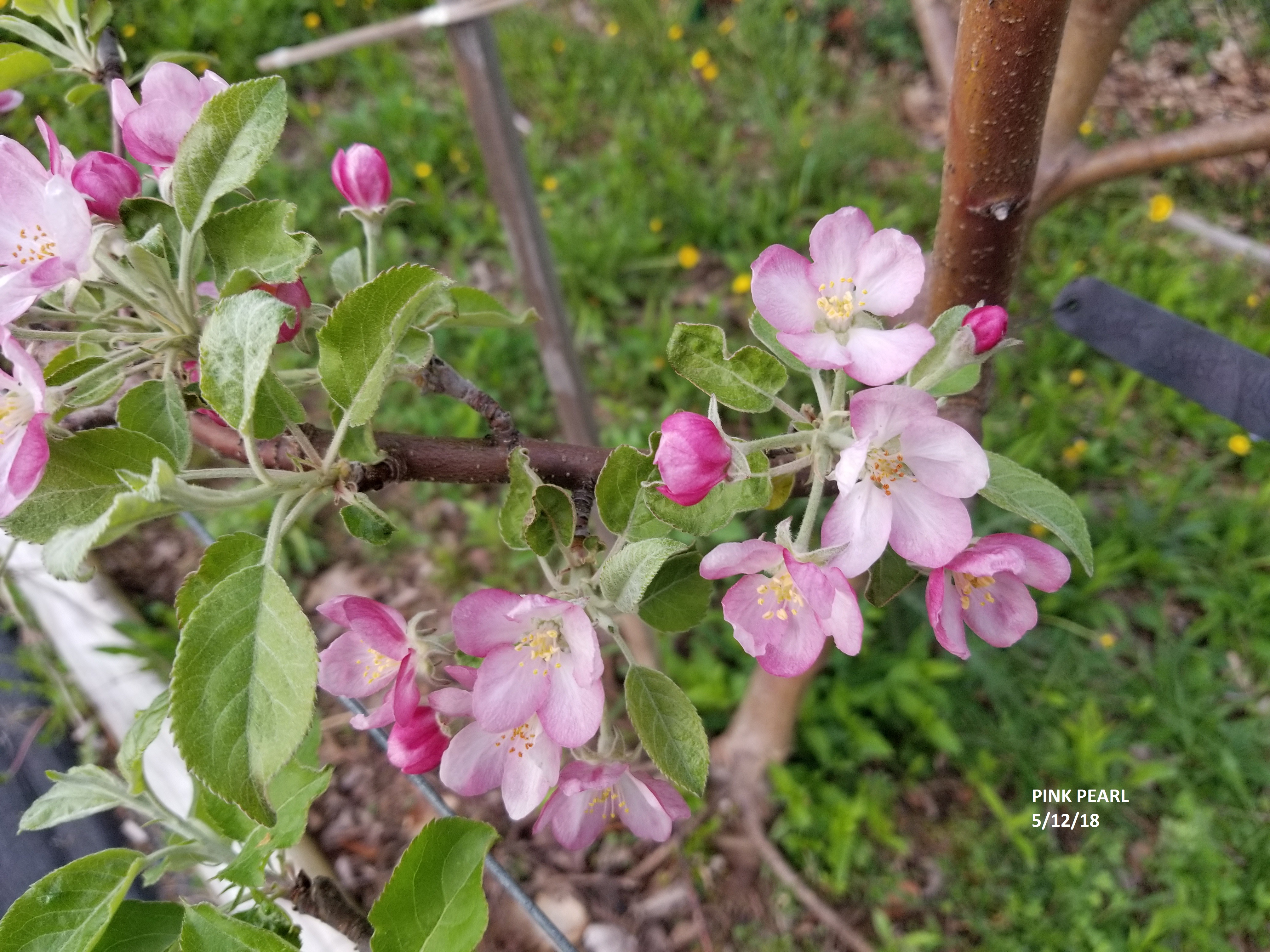 TIME LAPSE PINK PEARL Bud to Harvest Z5b NY General Fruit
