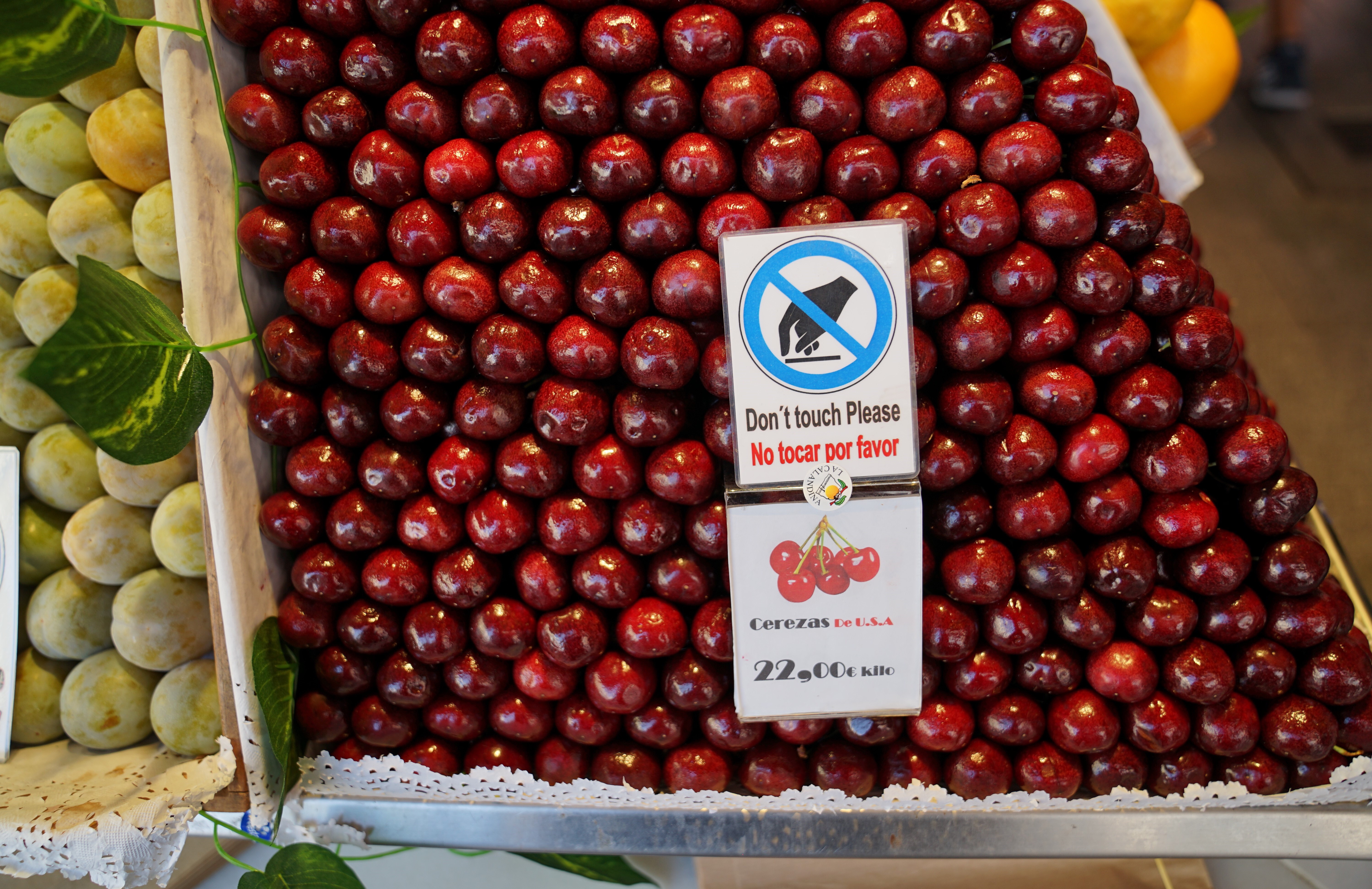 American cherry in Spain Pictures! Growing Fruit