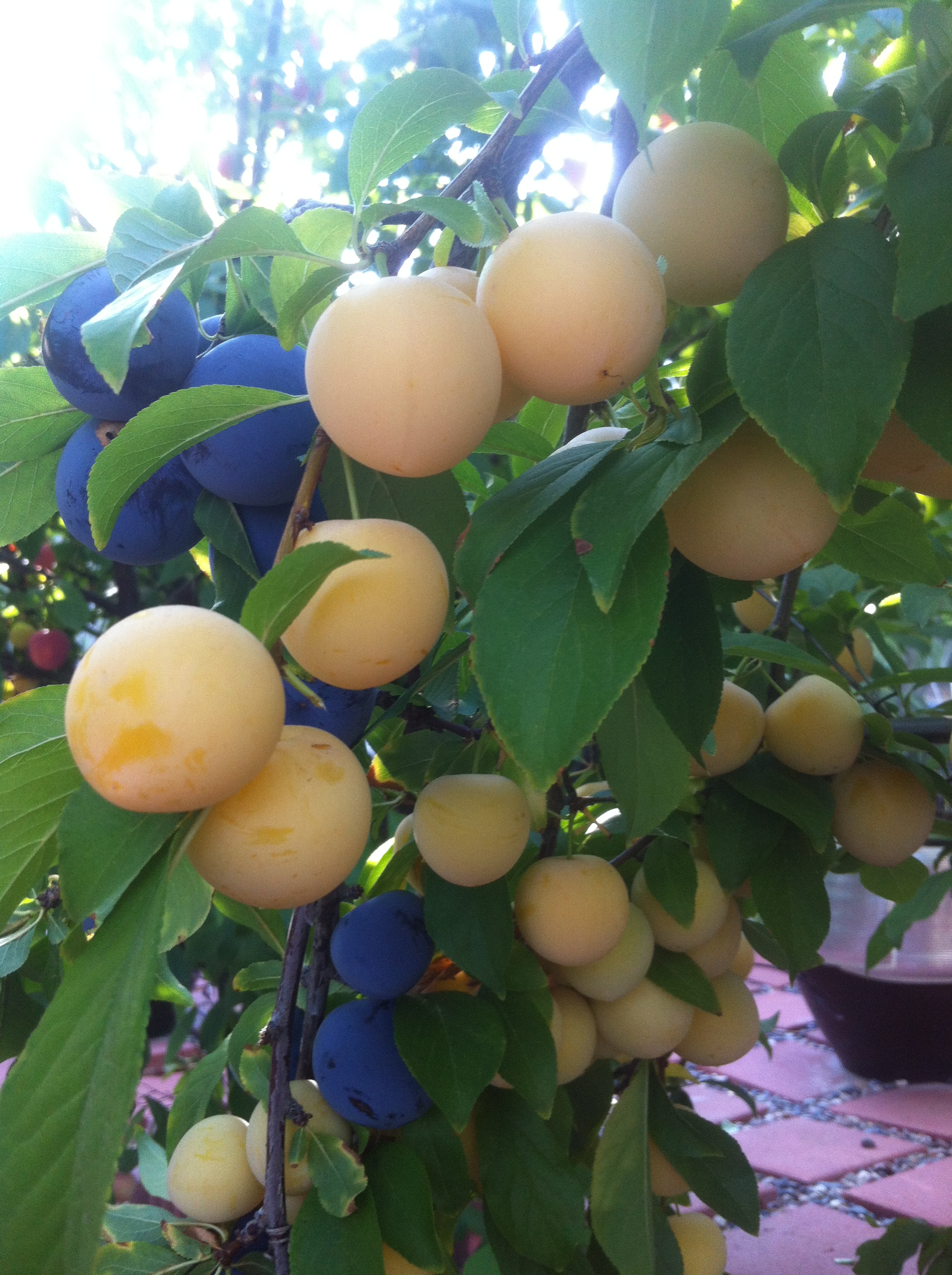 Shiro Plums General Fruit Growing Growing Fruit