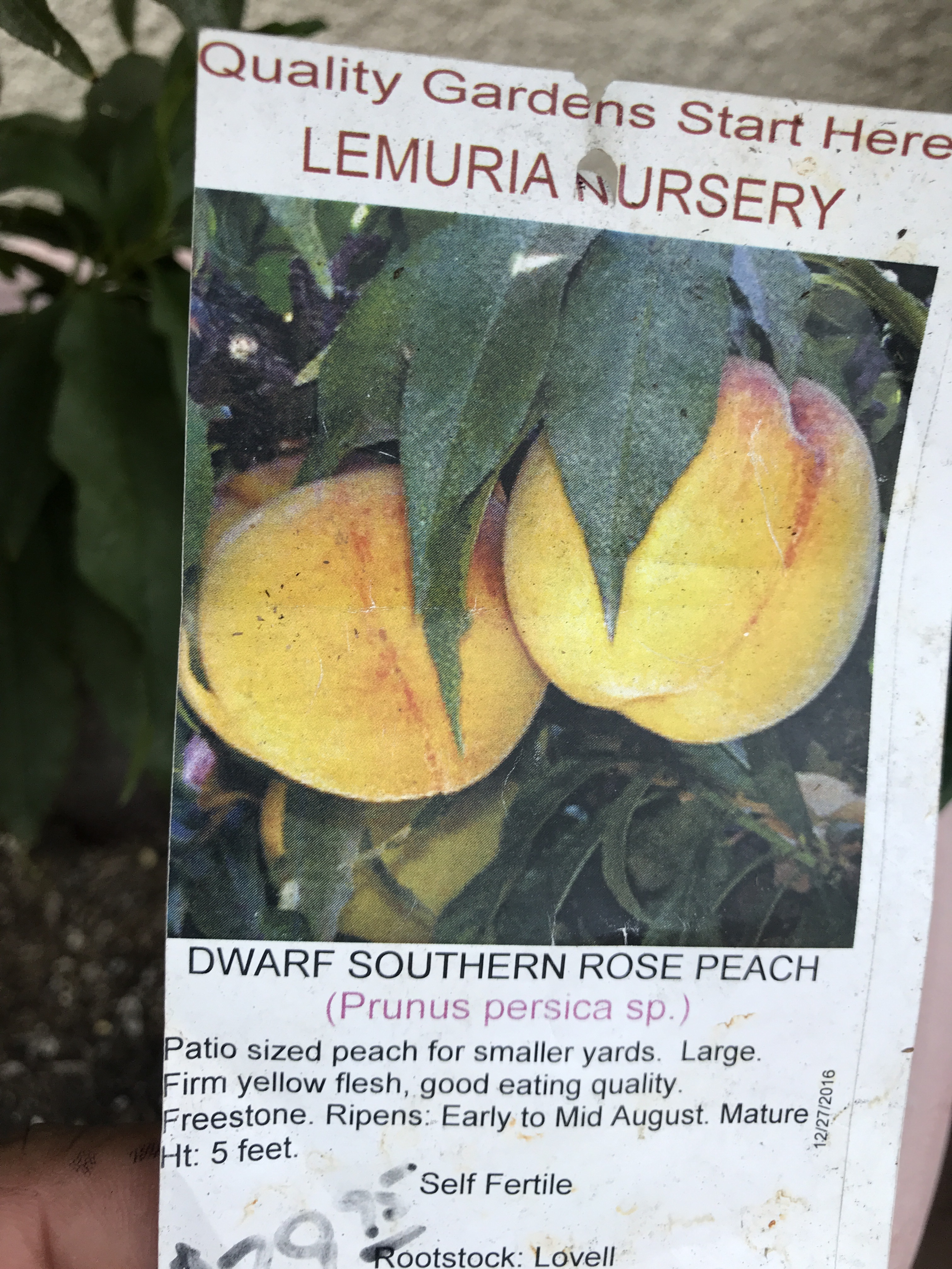 Dwarf Southern Peach excellent for container growing - General Fruit