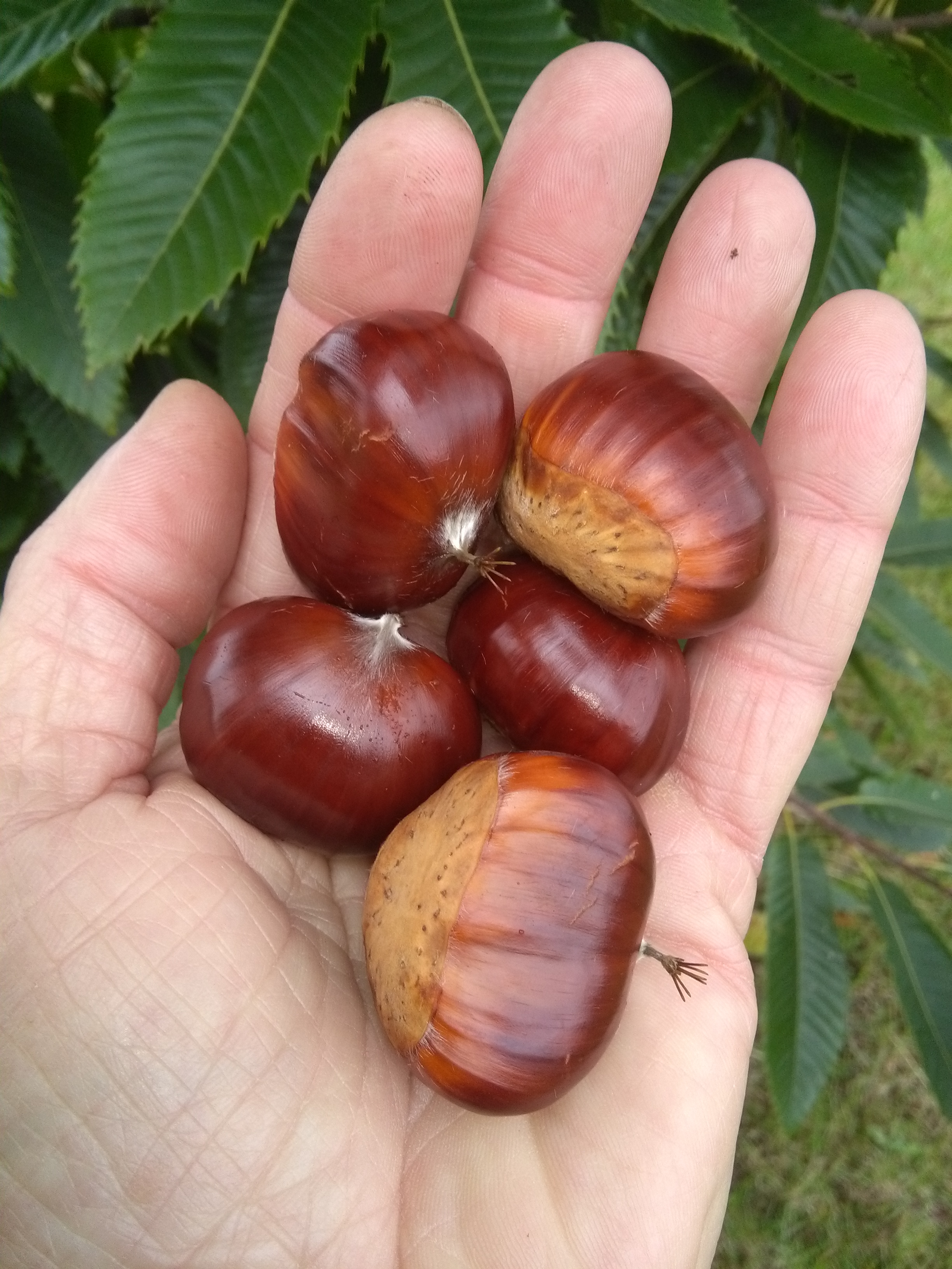 Giant Chestnuts General Fruit Growing Growing Fruit