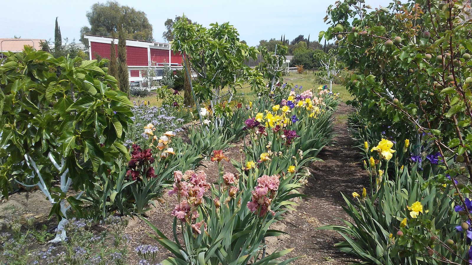 Underplanting fruit trees with strawberries and flowers? General