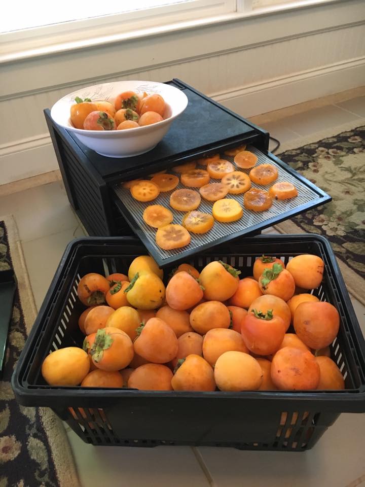 Dehydrating Persimmons General Fruit Growing Growing Fruit
