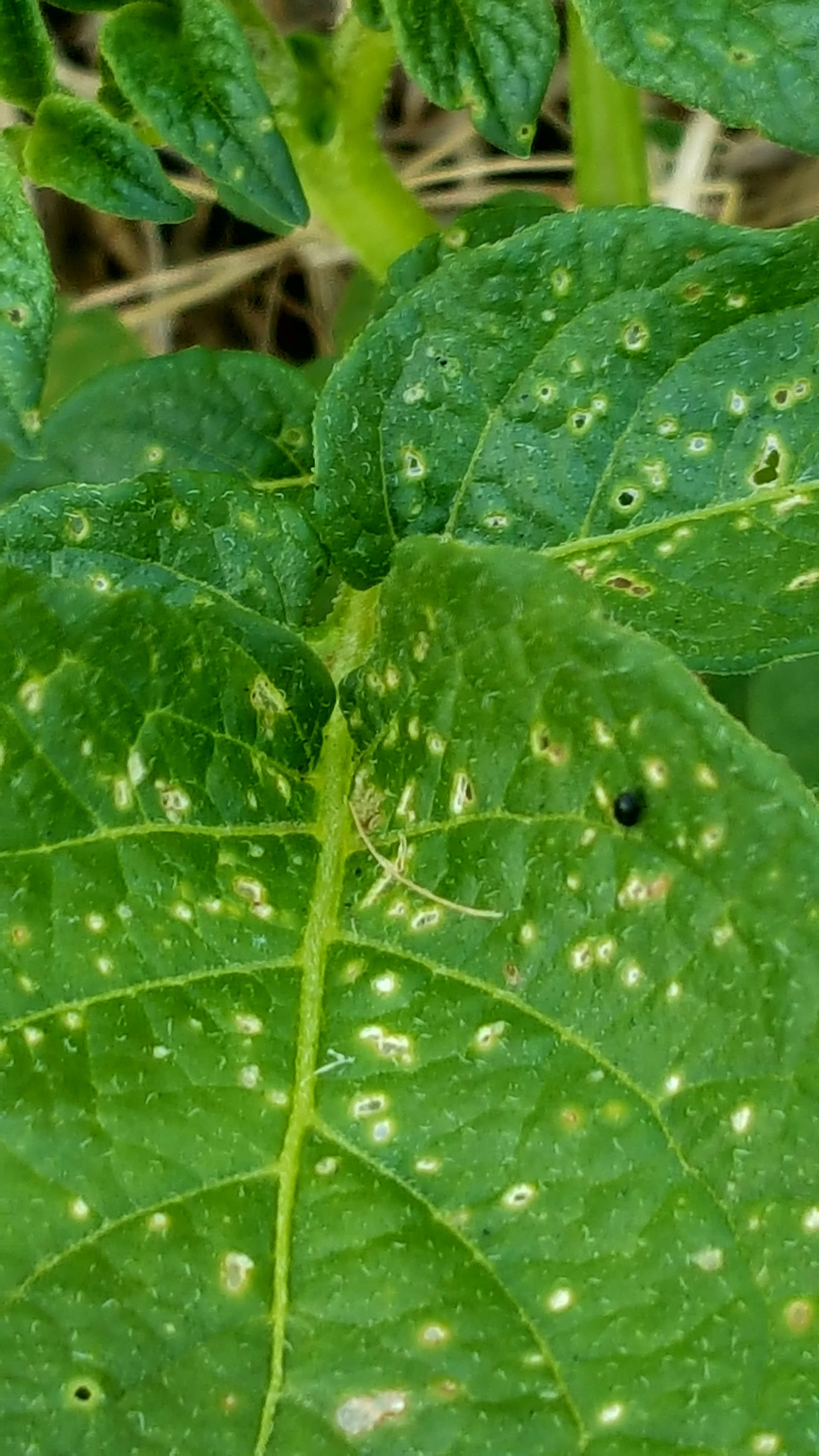 Bug on Potatoes General Gardening Growing Fruit