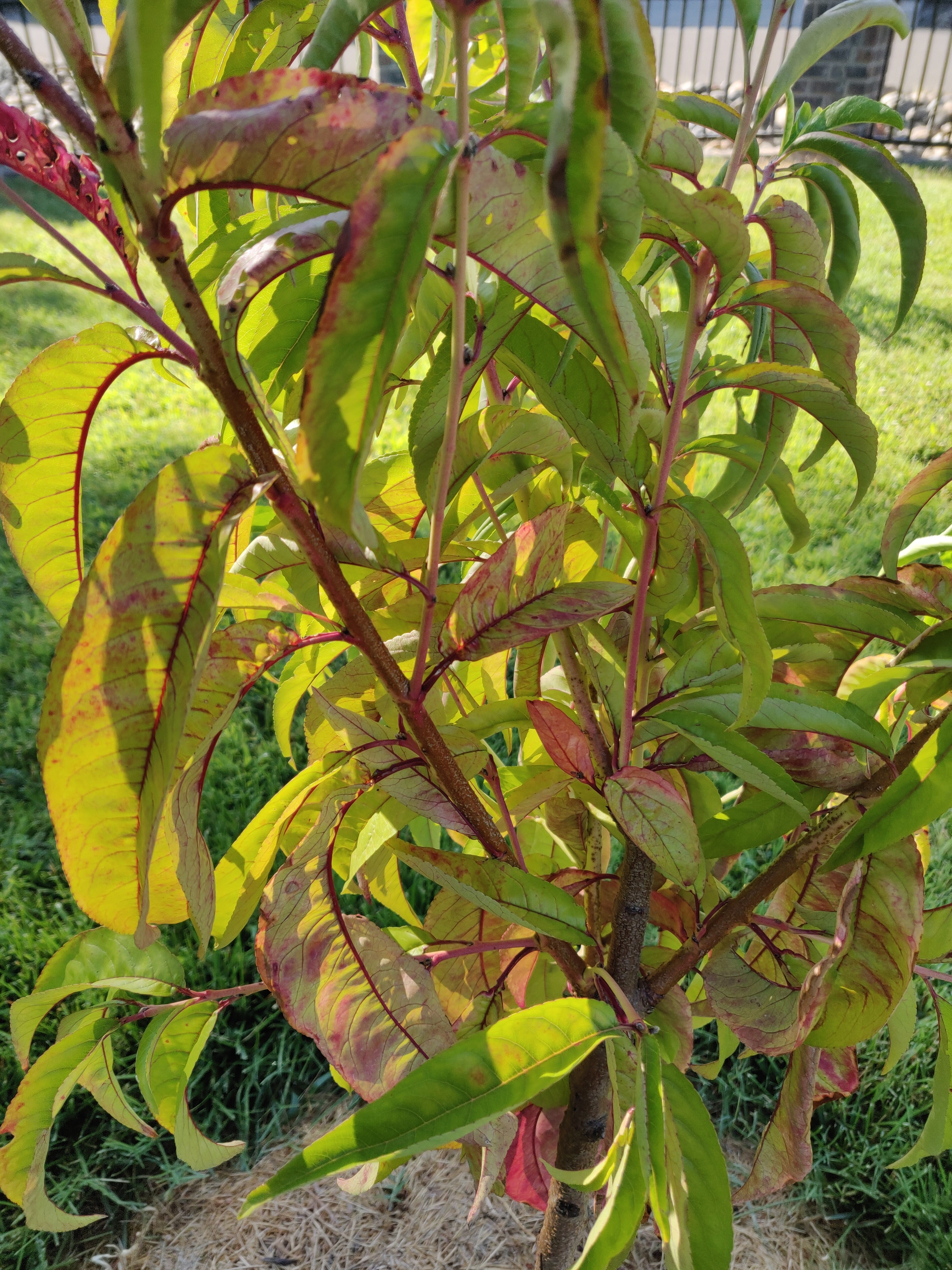 Help Identifying Issues With Nectarine General Fruit Growing