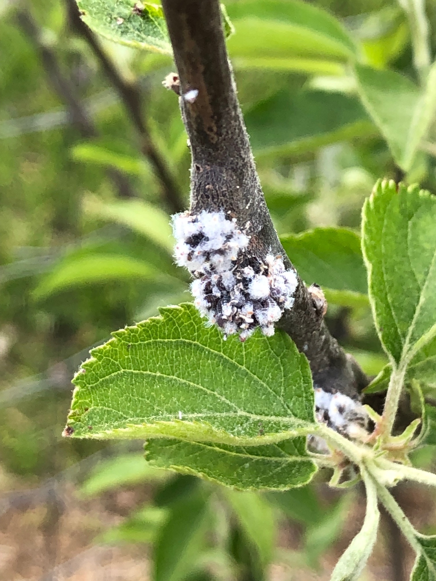 Is This Scale? General Fruit Growing Growing Fruit