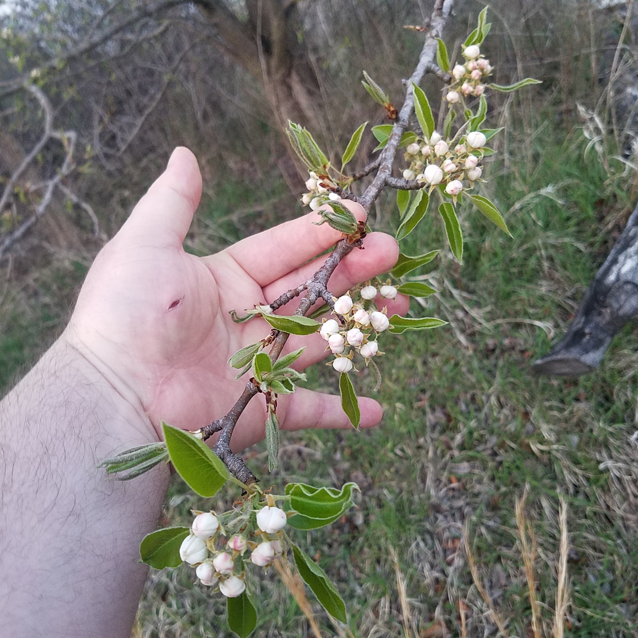 Ayers pear! General Fruit Growing Growing Fruit