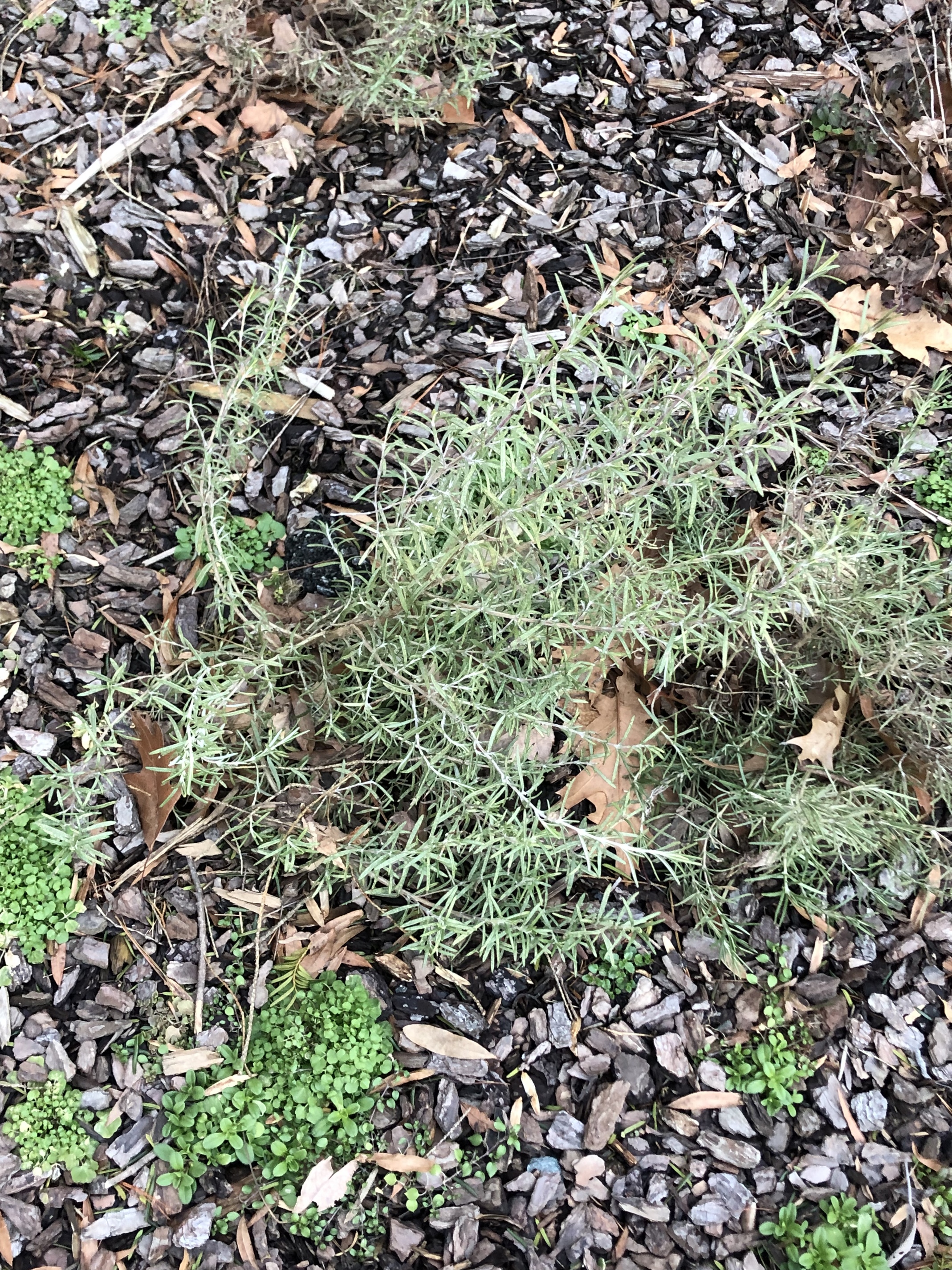 Hardiness of ‘Arp’ rosemary vs species General Gardening Growing Fruit