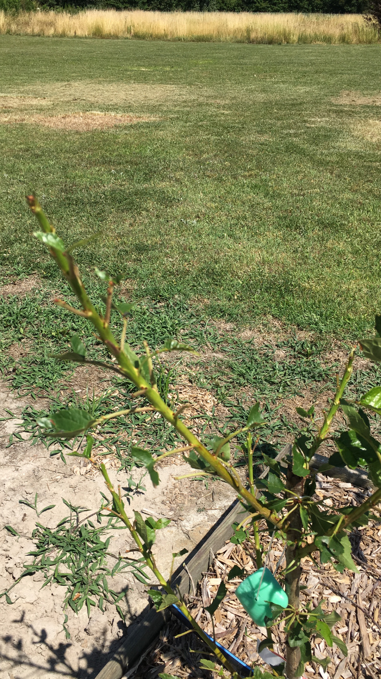 How To Deter Deer From Fruit Trees General Fruit Growing Growing Fruit