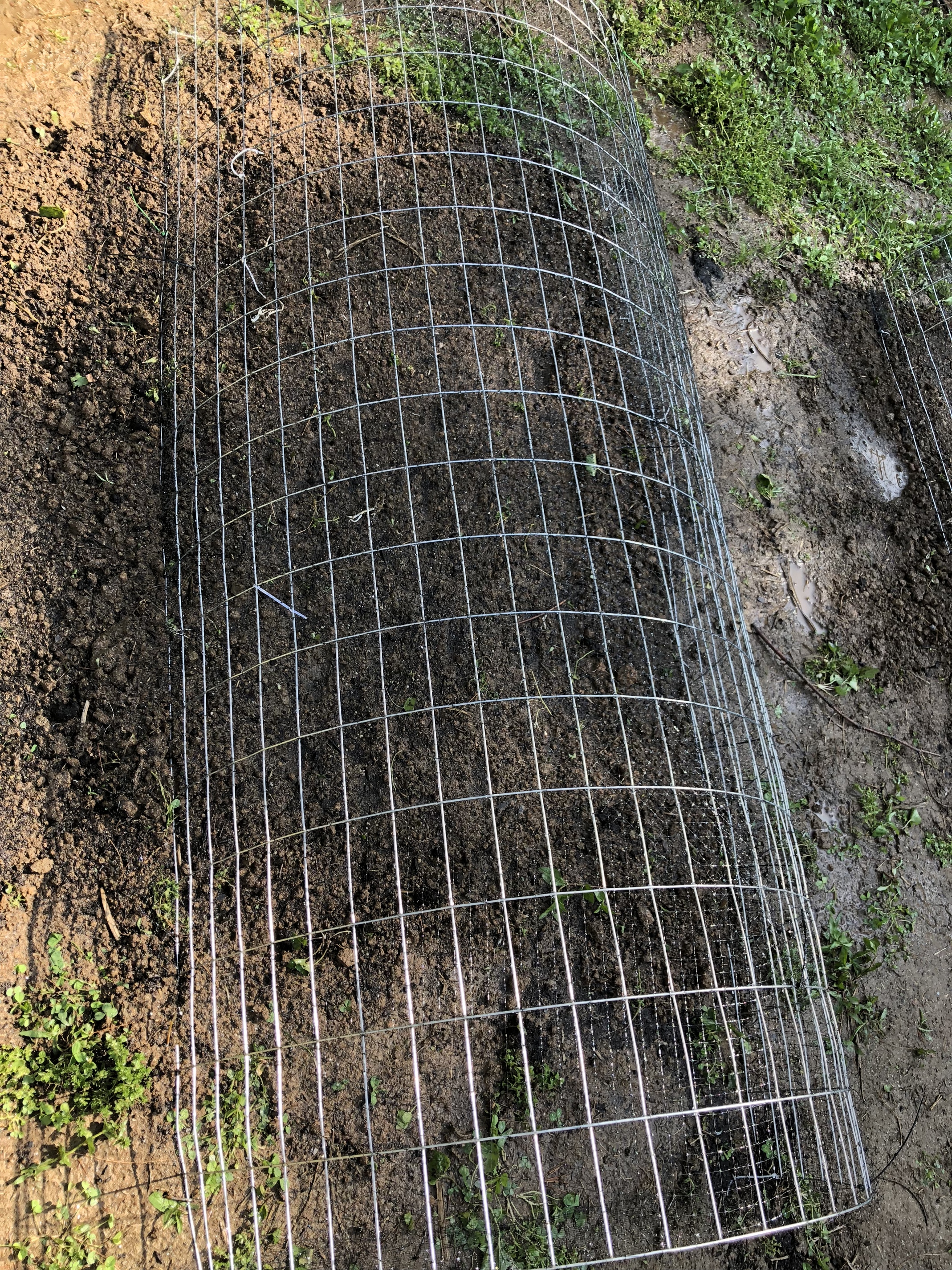 what would take corn seedlings general gardening growing fruit corn seedlings