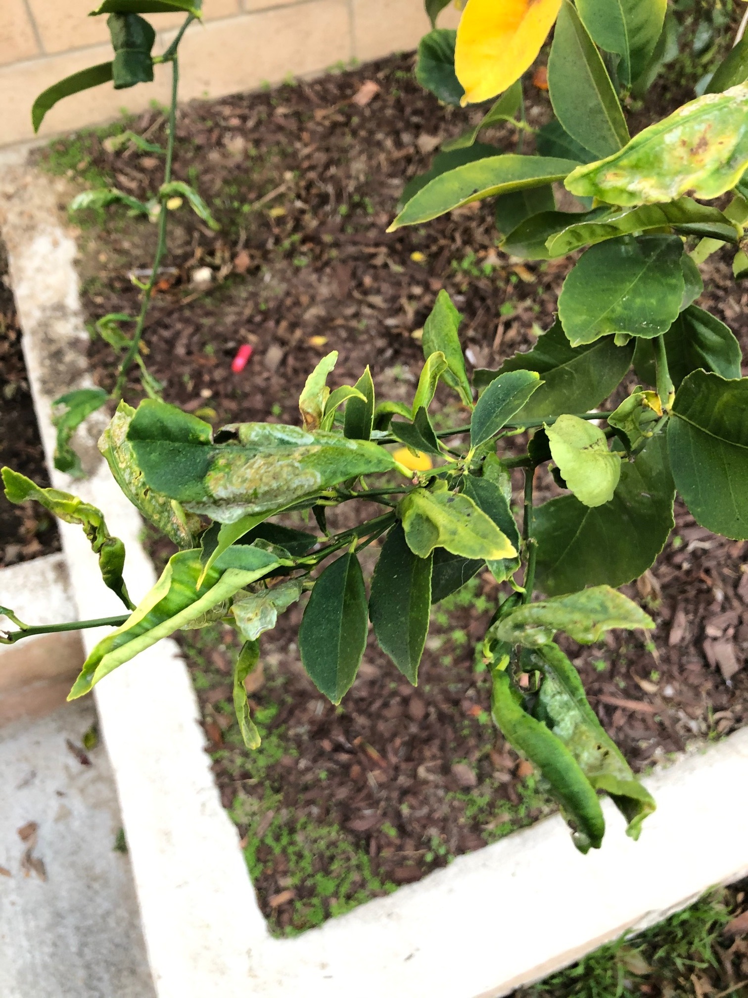 Lemon tree disease How to treat? (pictures inside) General Fruit