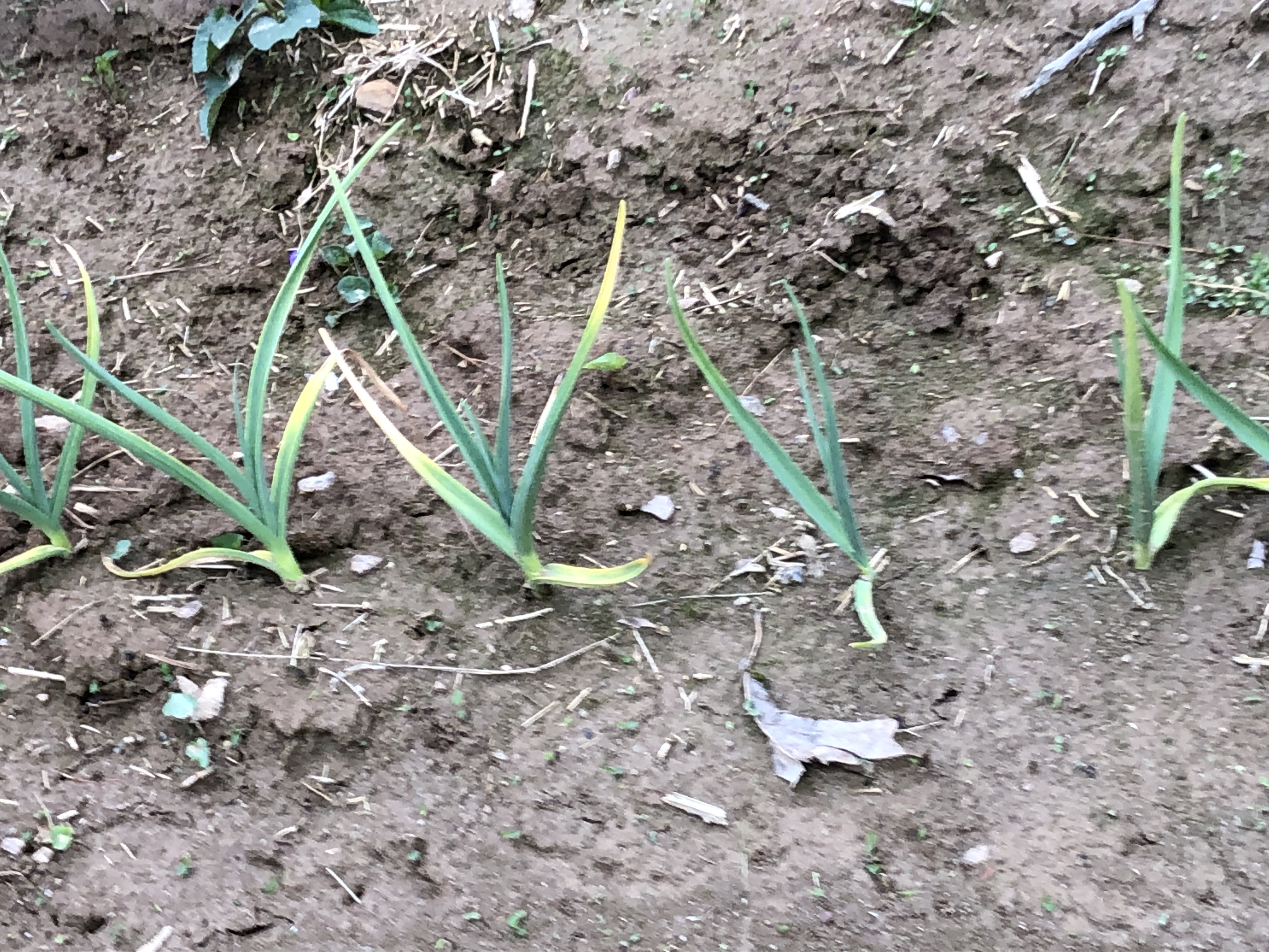 Garlic turning yellow? General Gardening Growing Fruit