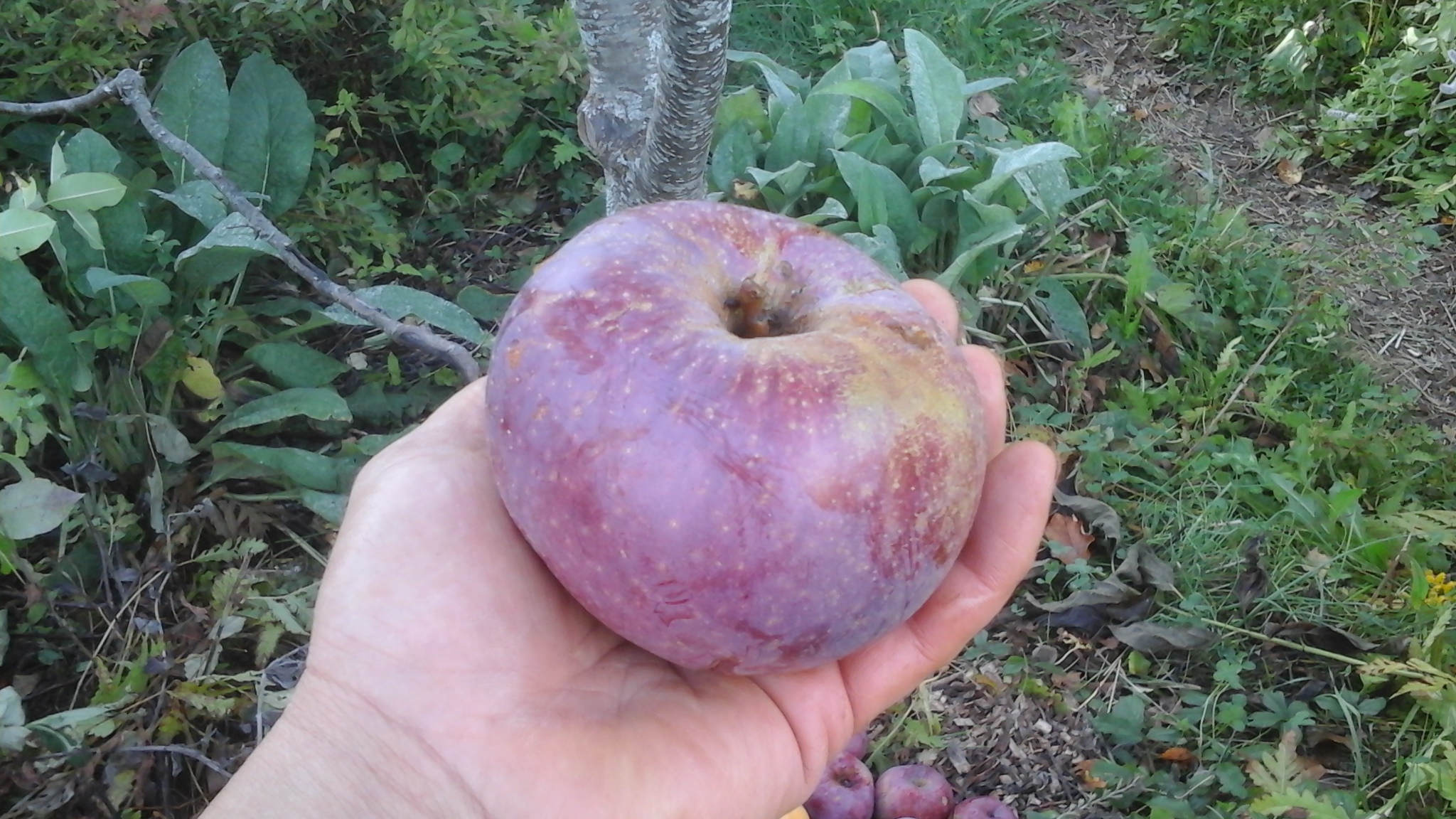 Blue Pearmain apple General Fruit Growing Growing Fruit