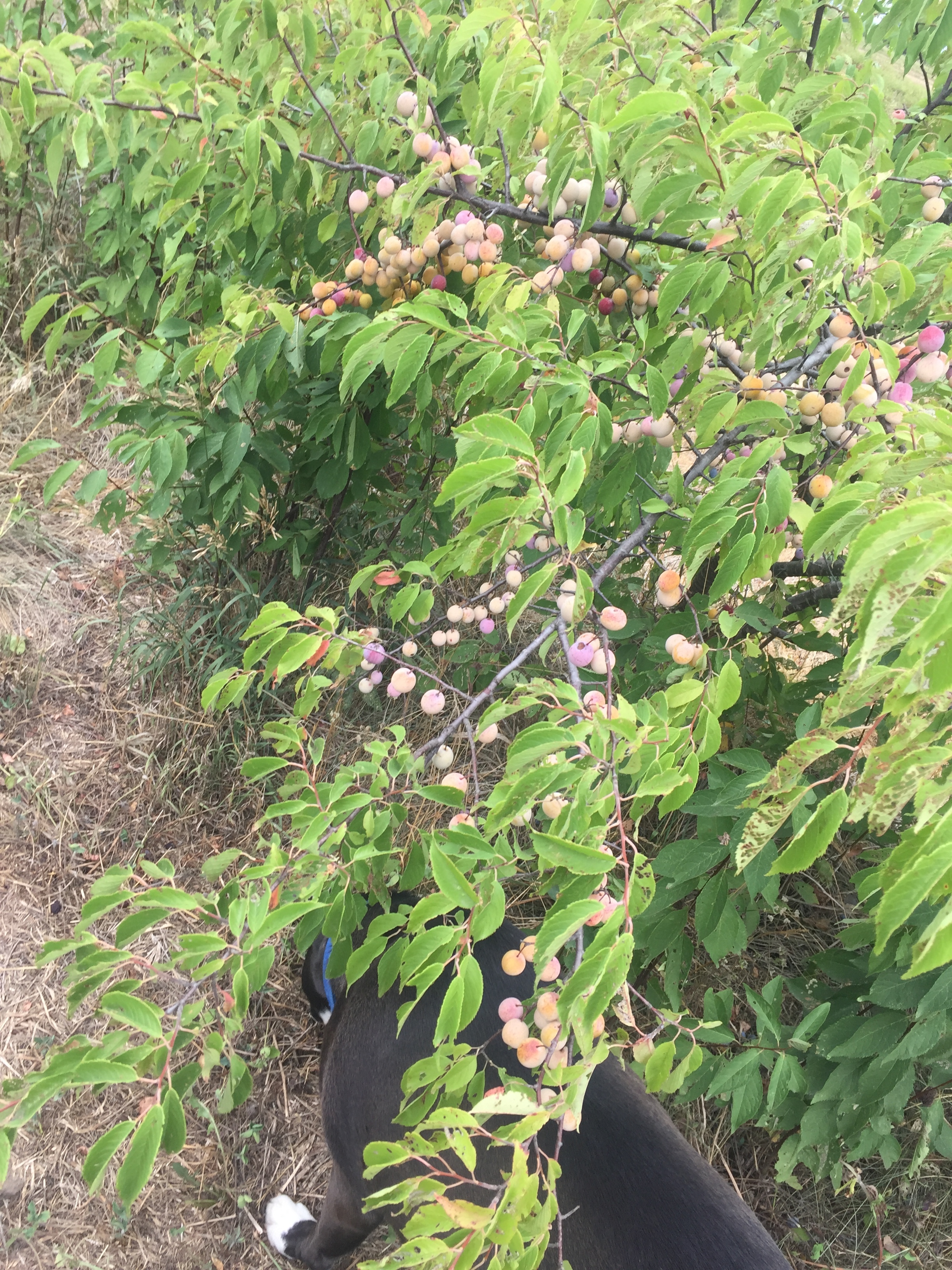 Kansas Fruit Trees The Best Fruit Trees for Kansas Hunker Check